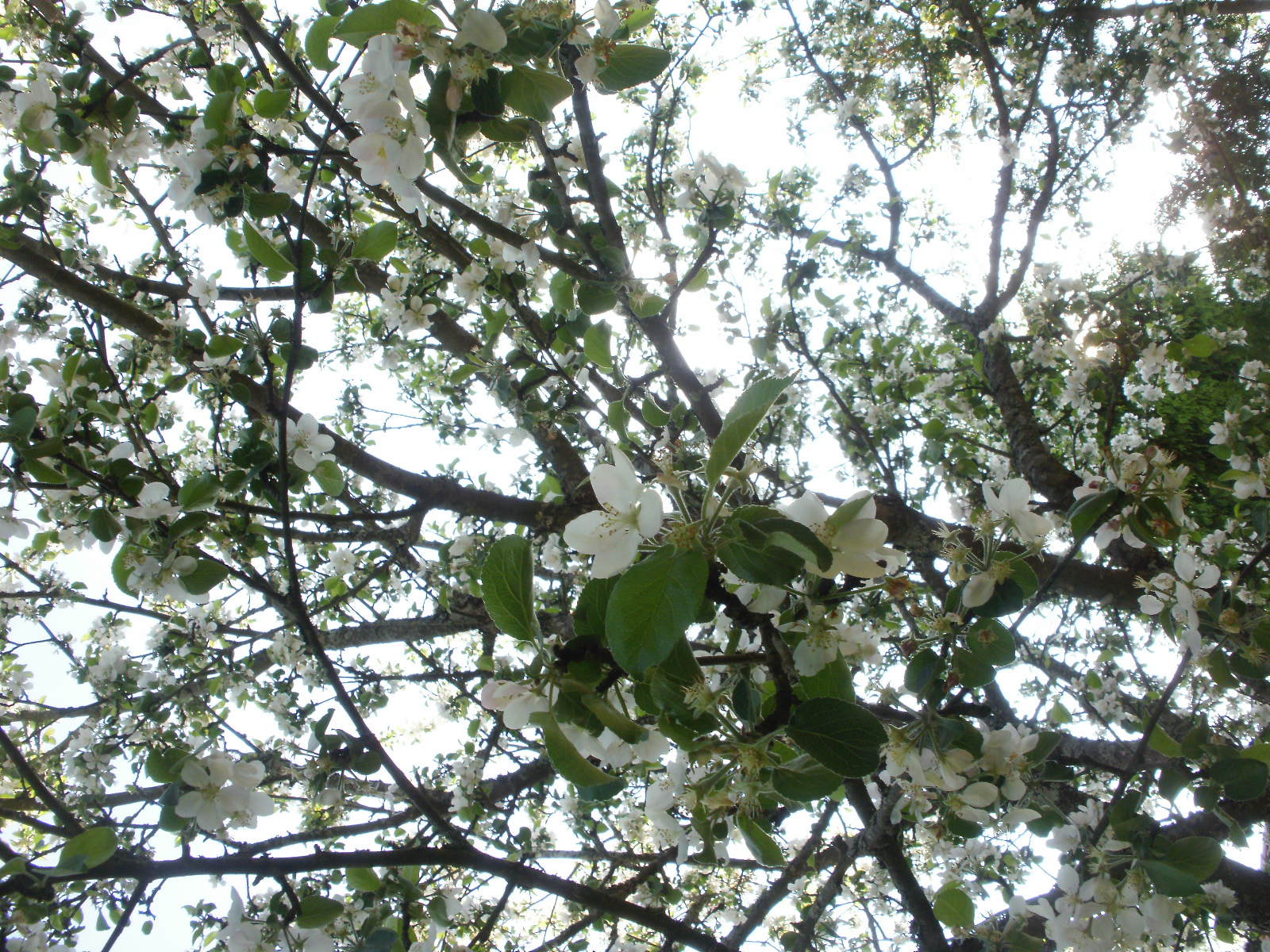 Olympus FE46,X41,X42 sample photo. Cherry & apple blossoms 10 photography
