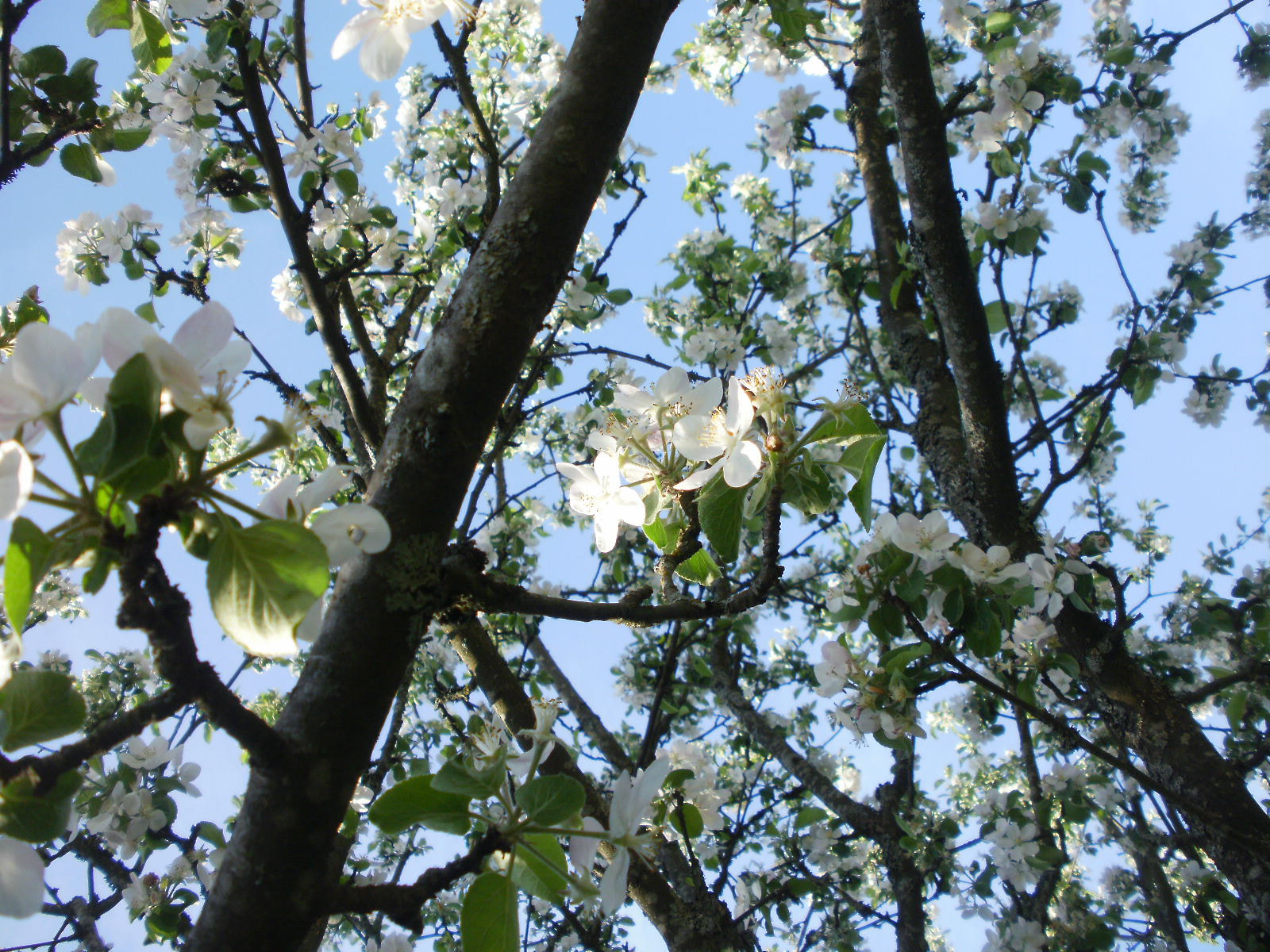 Olympus FE46,X41,X42 sample photo. Cherry & apple blossoms 11 photography