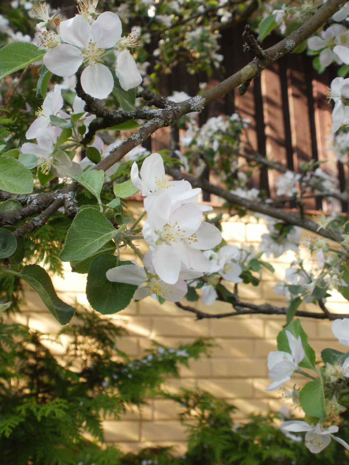 Olympus FE46,X41,X42 sample photo. Cherry & apple blossoms 12 photography