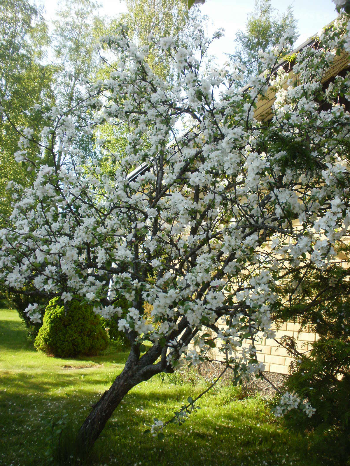 Olympus FE46,X41,X42 sample photo. Cherry & apple blossoms 13 photography