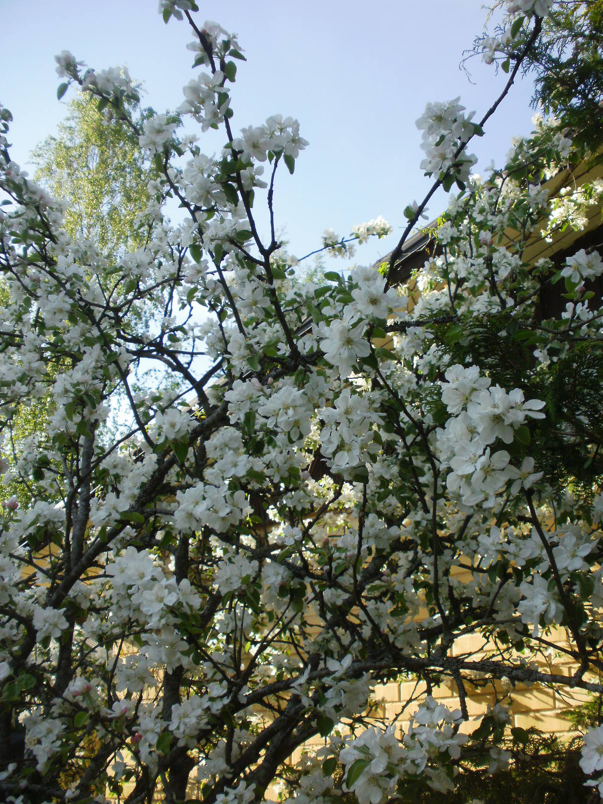 Olympus FE46,X41,X42 sample photo. Cherry & apple blossoms 15 photography