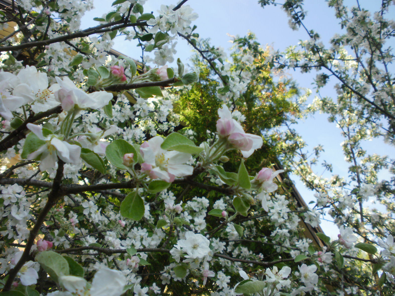 Olympus FE46,X41,X42 sample photo. Cherry & apple blossoms 16 photography