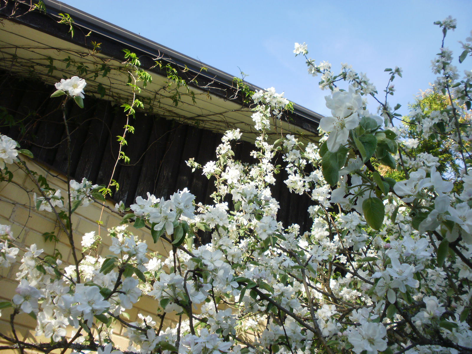 Olympus FE46,X41,X42 sample photo. Cherry & apple blossoms 17 photography