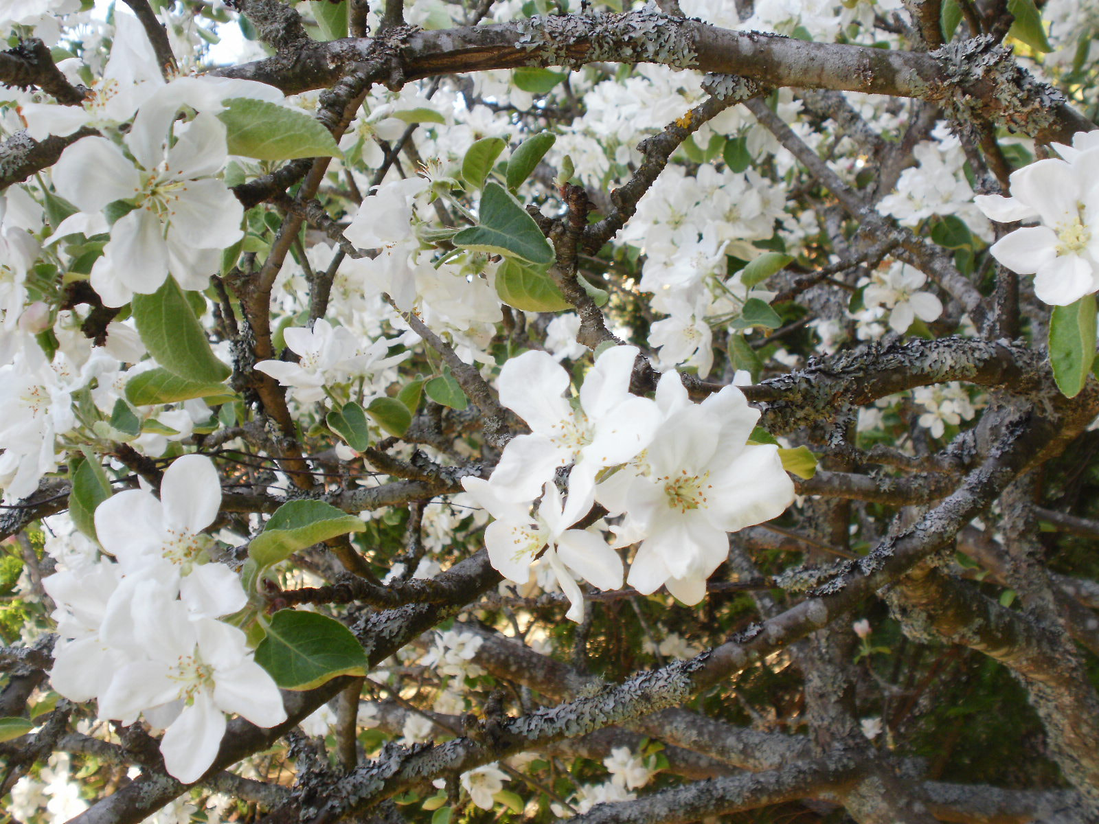 Olympus FE46,X41,X42 sample photo. Cherry & apple blossoms 18 photography