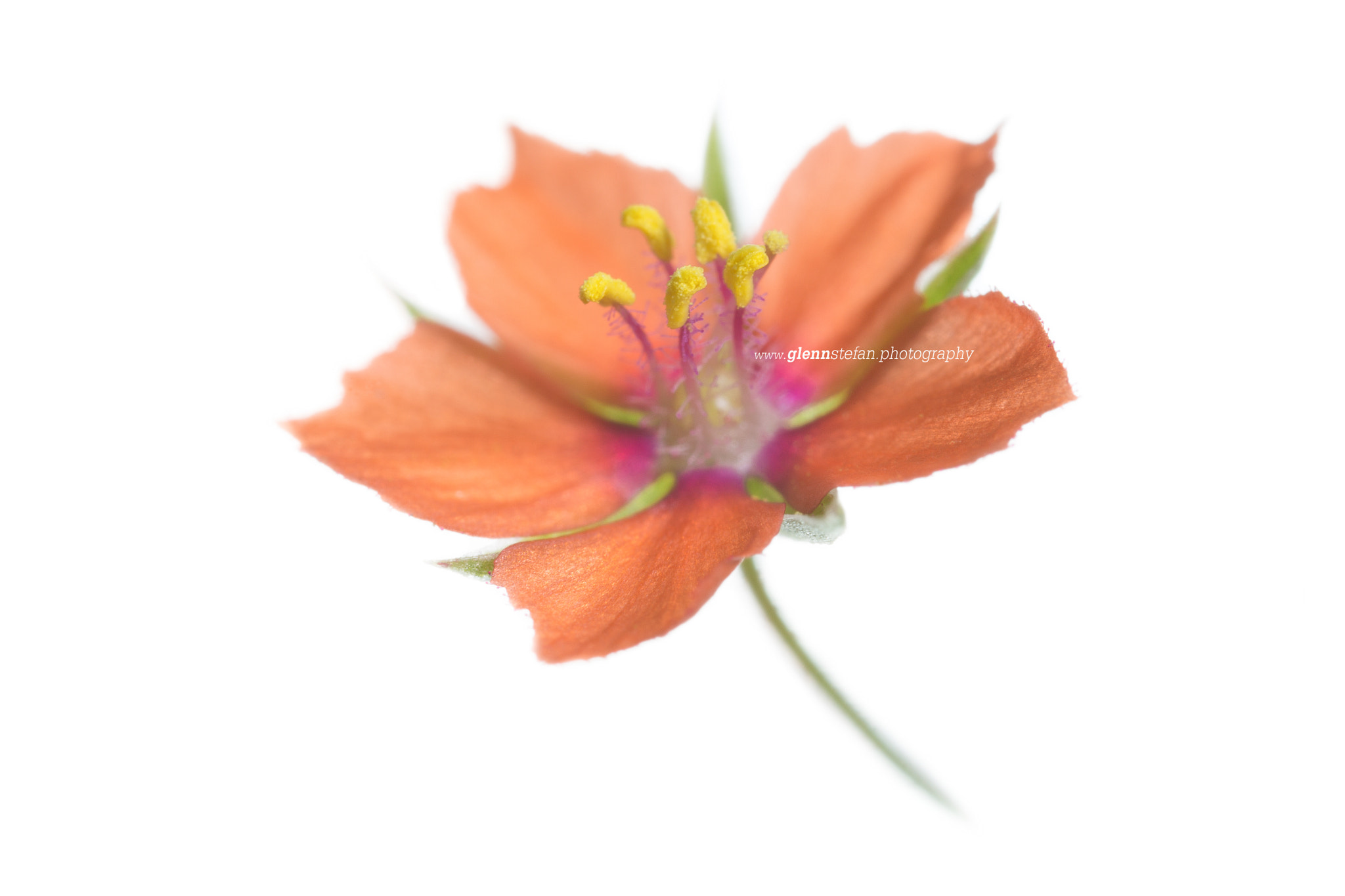 Scarlet Pimpernel (Anagallis arvensis)