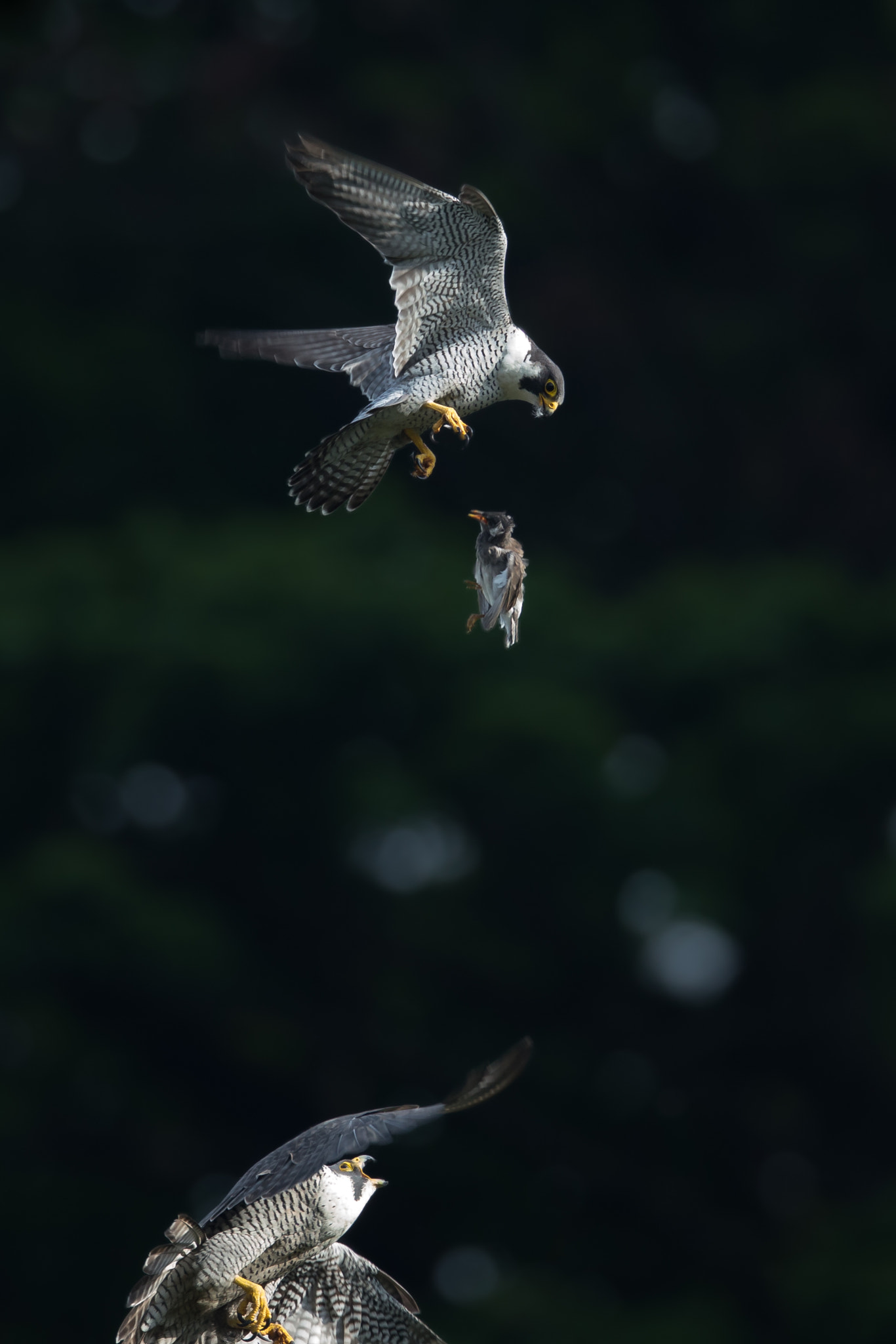 Canon EOS-1D X + Canon EF 800mm F5.6L IS USM sample photo. 隼の空中餌渡し photography