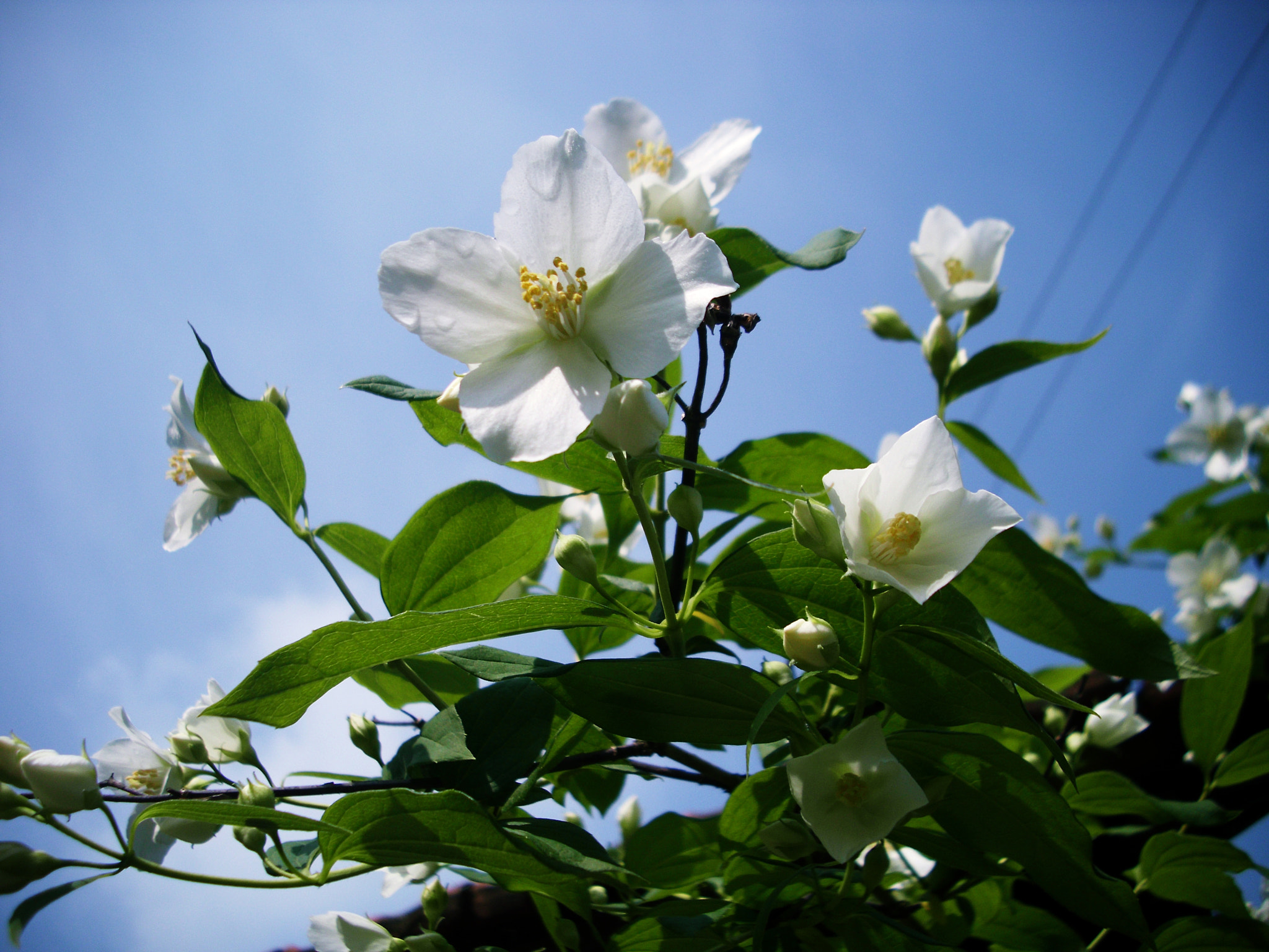 Benq DC C1060 sample photo. Flower of the sky photography