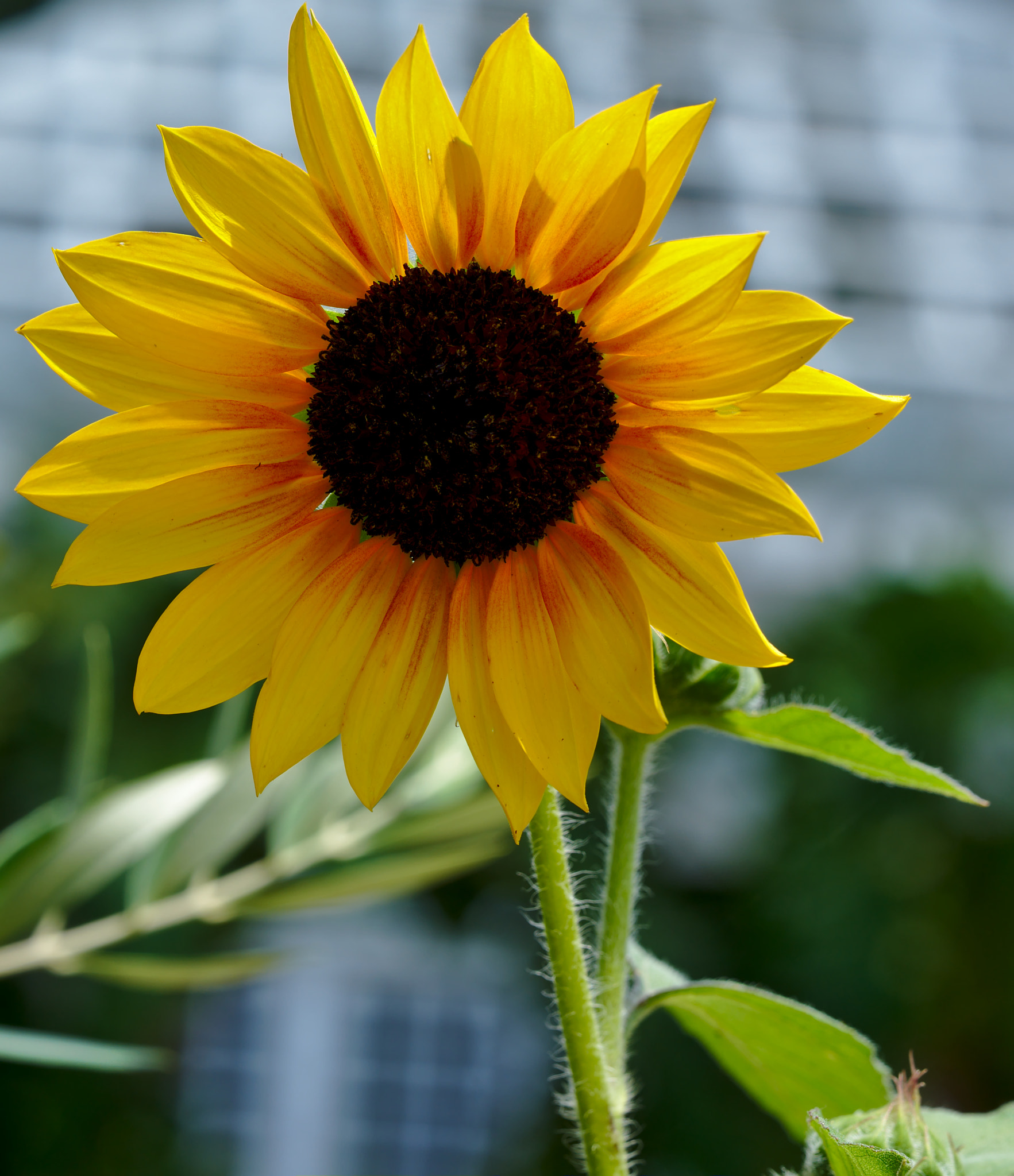 Manual Lens No CPU sample photo. A lone sunflower photography