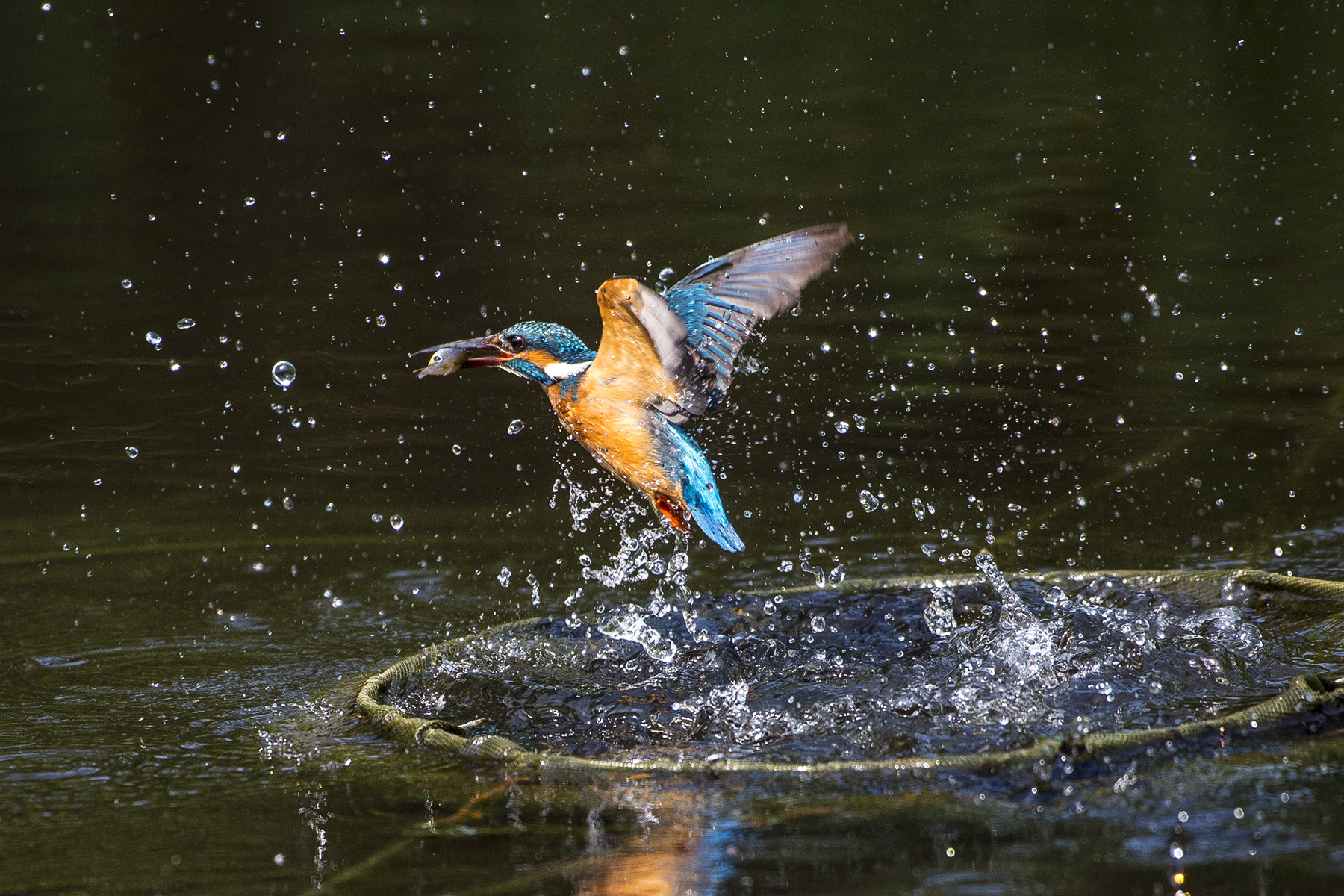 Nikon AF-S Nikkor 200-500mm F5.6E ED VR sample photo