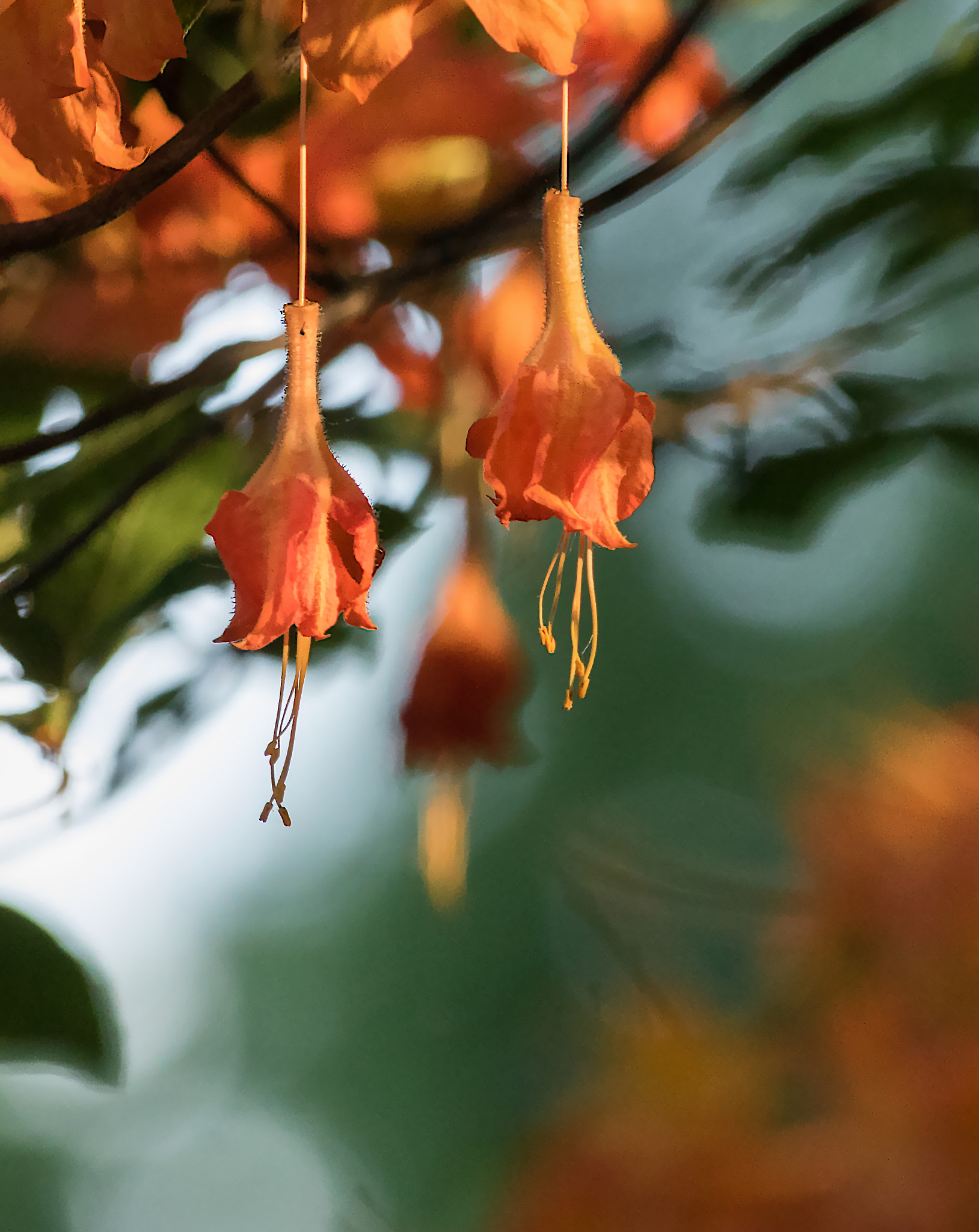 Canon EOS 760D (EOS Rebel T6s / EOS 8000D) sample photo. Orange flowers photography