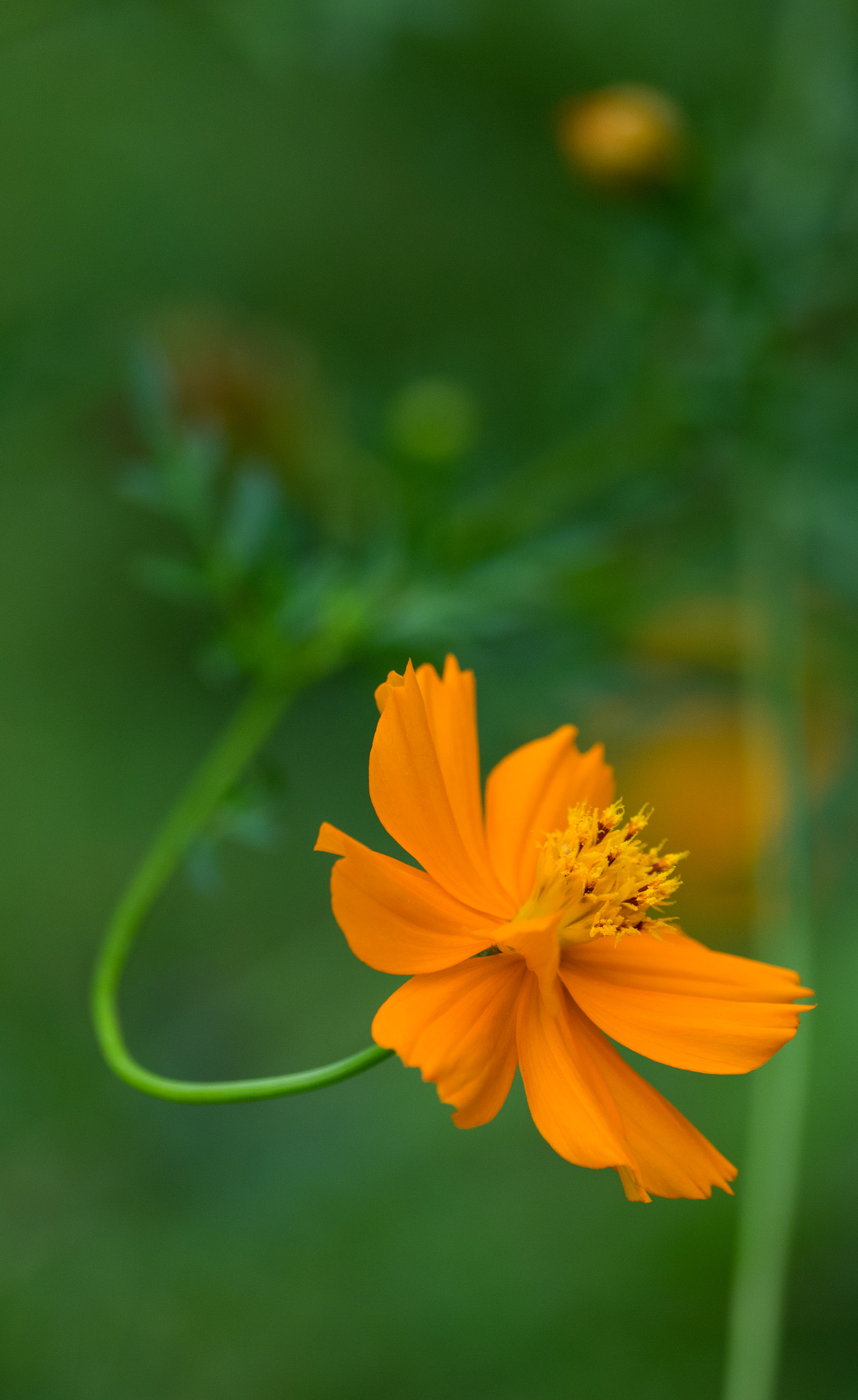smc PENTAX-FA* Macro 200mm F4 ED[IF] sample photo. Curve photography
