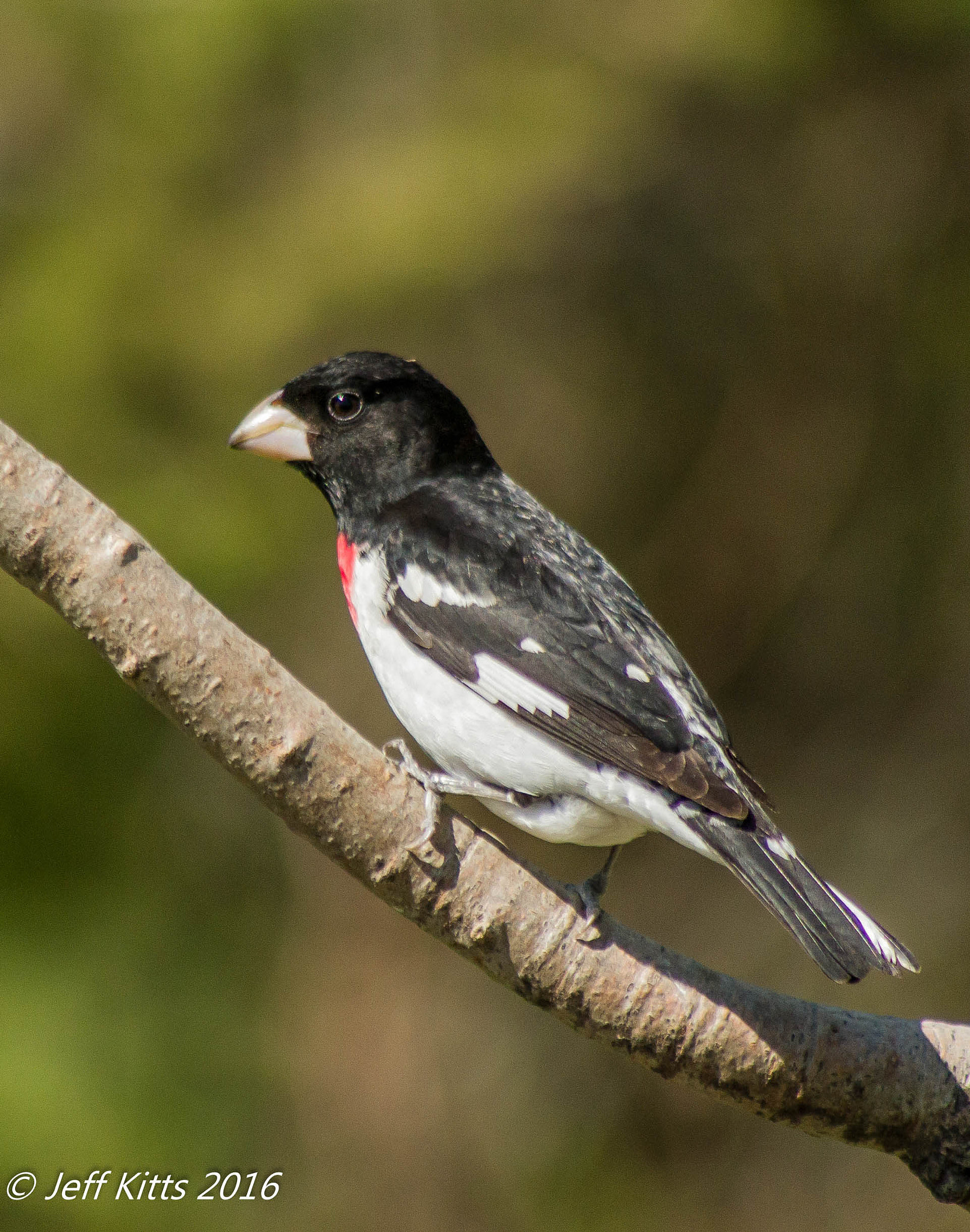 Canon EF 75-300mm f/4-5.6 USM sample photo. 3761 photography