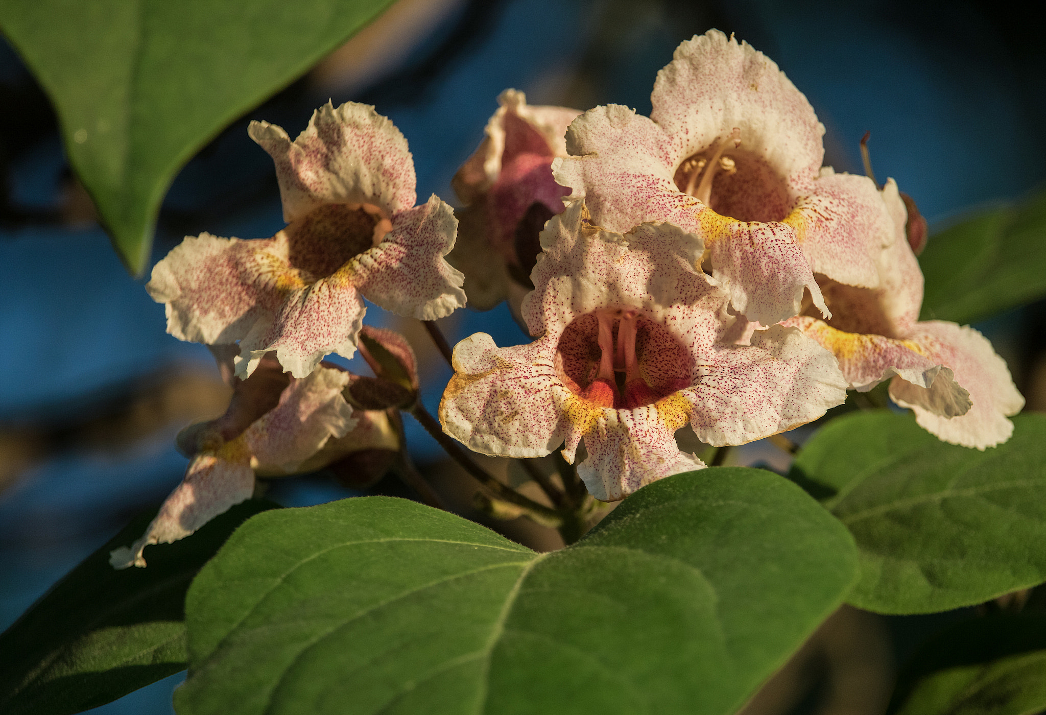Canon EOS 760D (EOS Rebel T6s / EOS 8000D) sample photo. Tree flower photography