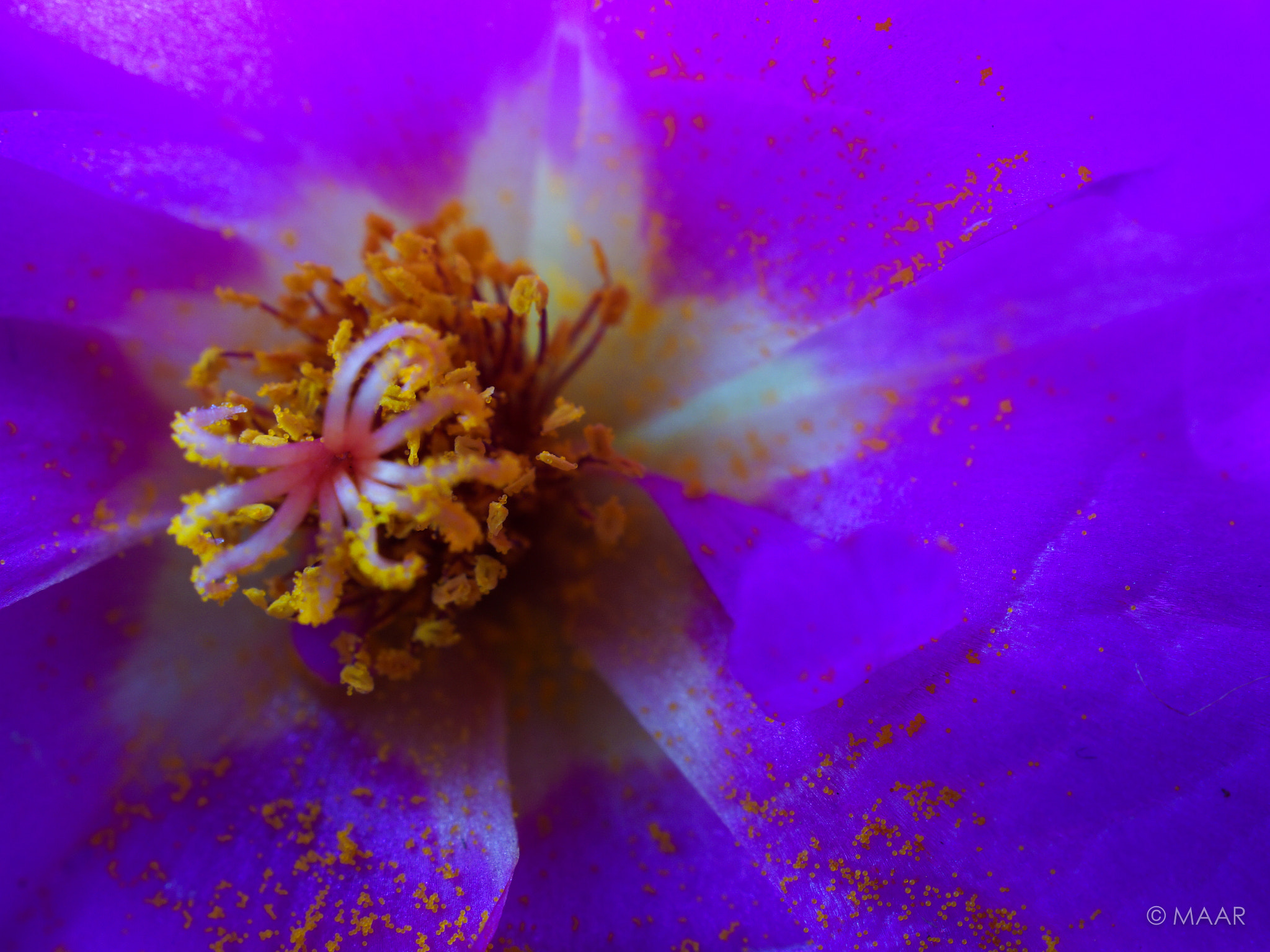 Sony SLT-A58 + Sony DT 30mm F2.8 Macro SAM sample photo. Flower photography