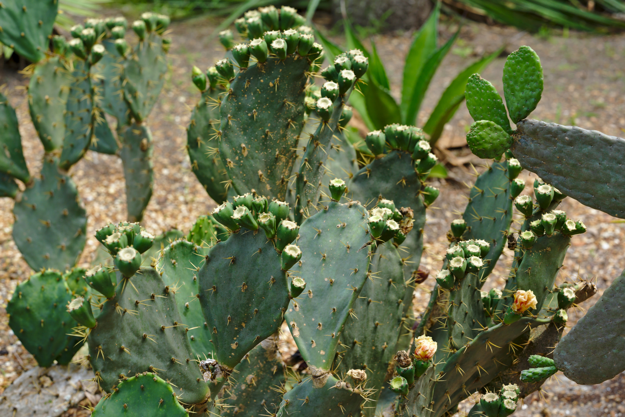 Manual Lens No CPU sample photo. Erect prickly ear or opuntia stricta photography