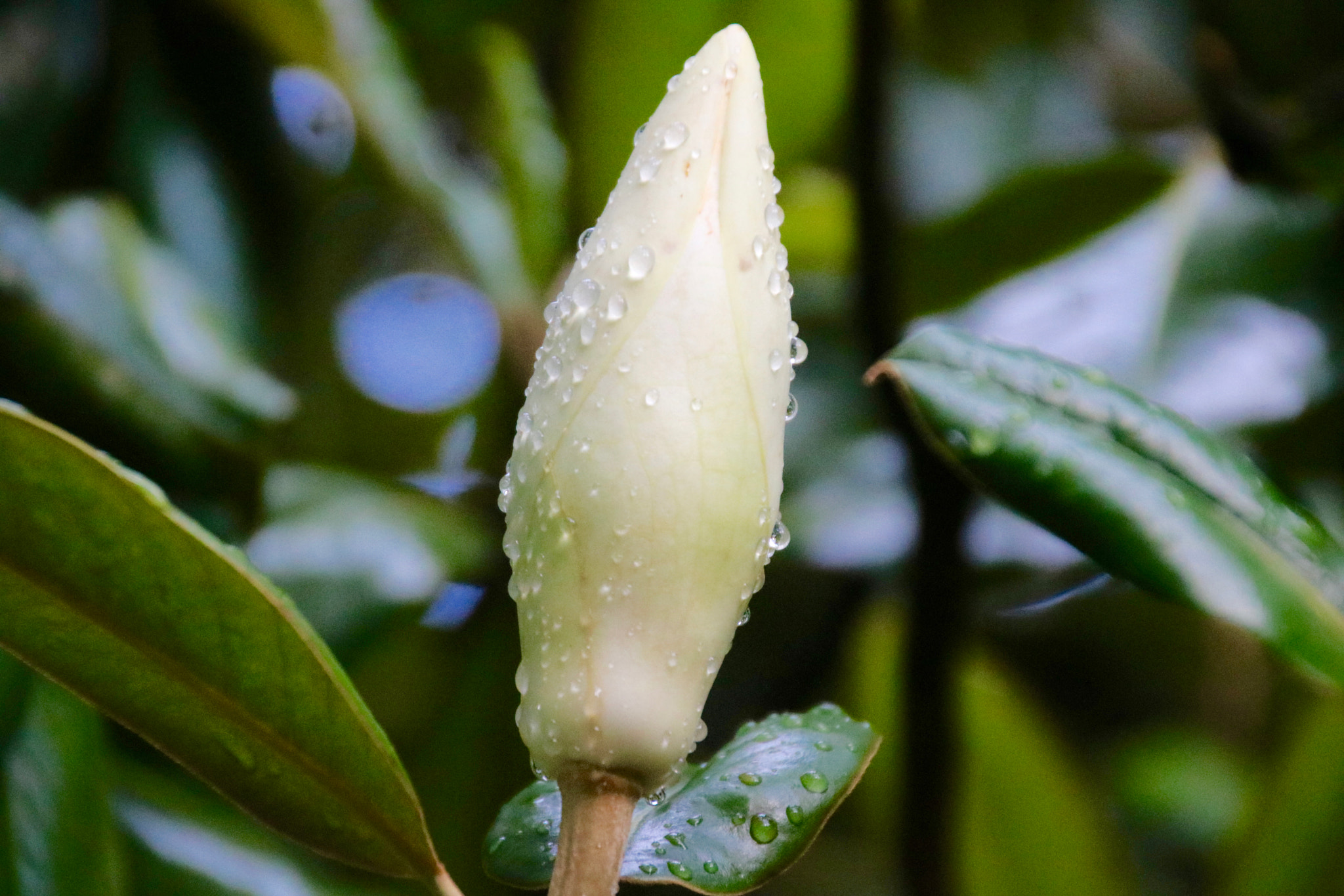 Canon EOS 760D (EOS Rebel T6s / EOS 8000D) sample photo. After the rain photography