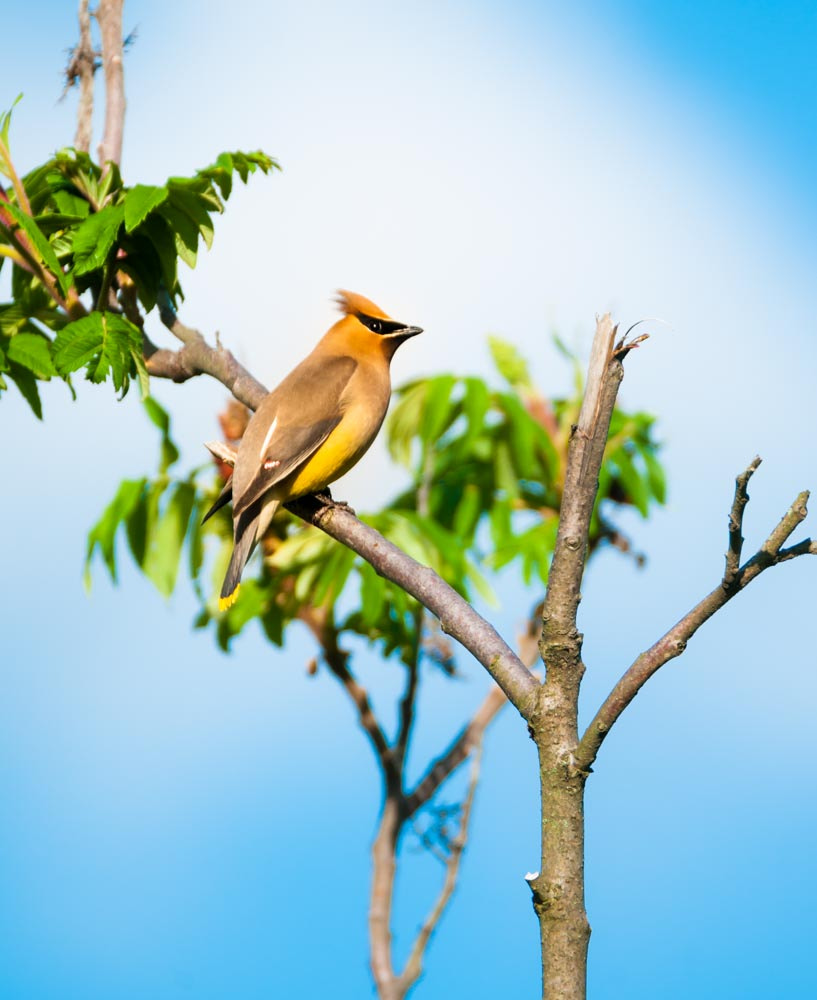 Sigma 150-600mm F5-6.3 DG OS HSM | C sample photo. Cedar waxwing photography