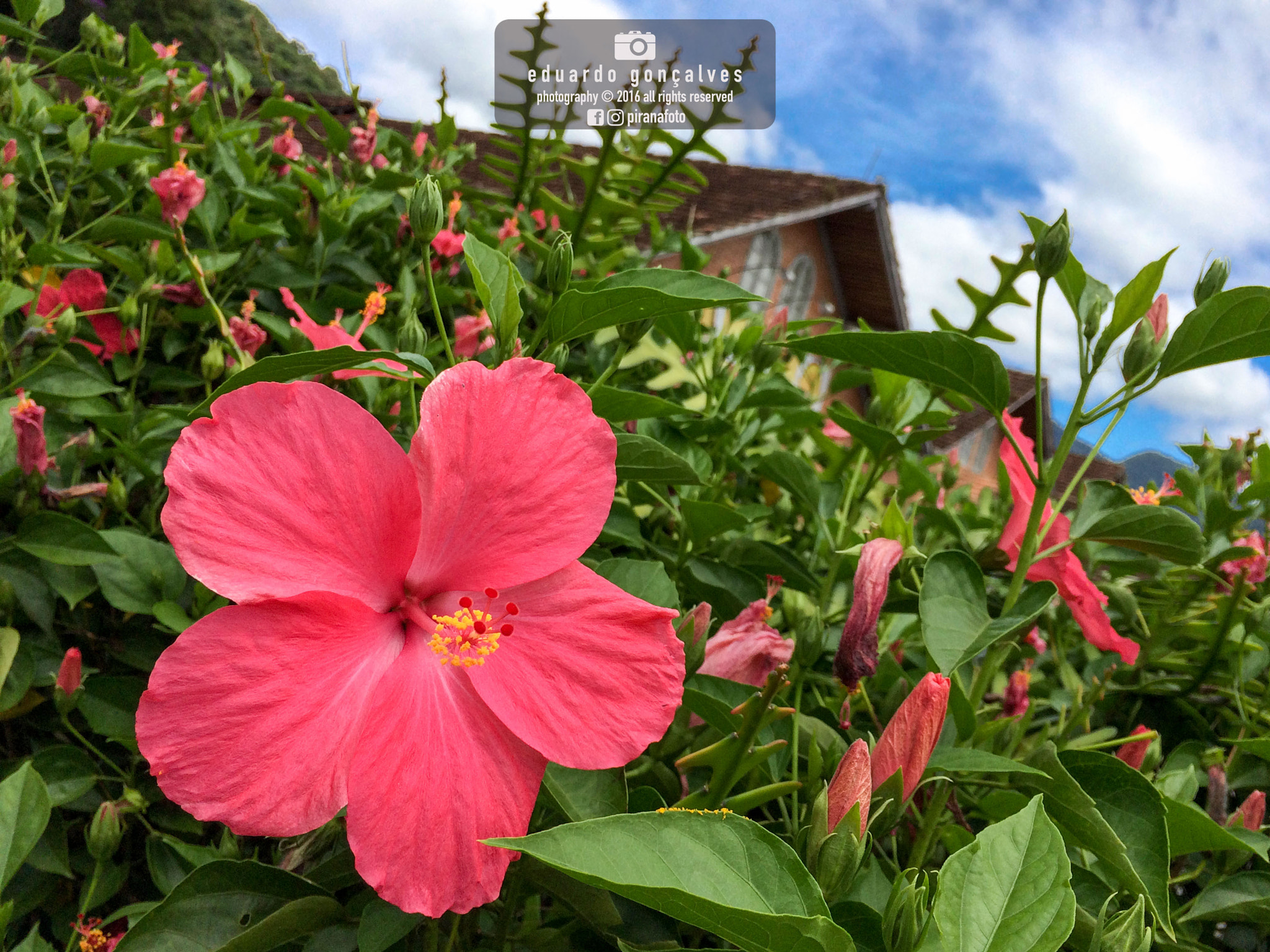 Jag.gr 645 PRO Mk III for Apple iPhone 5s sample photo. Flower photography