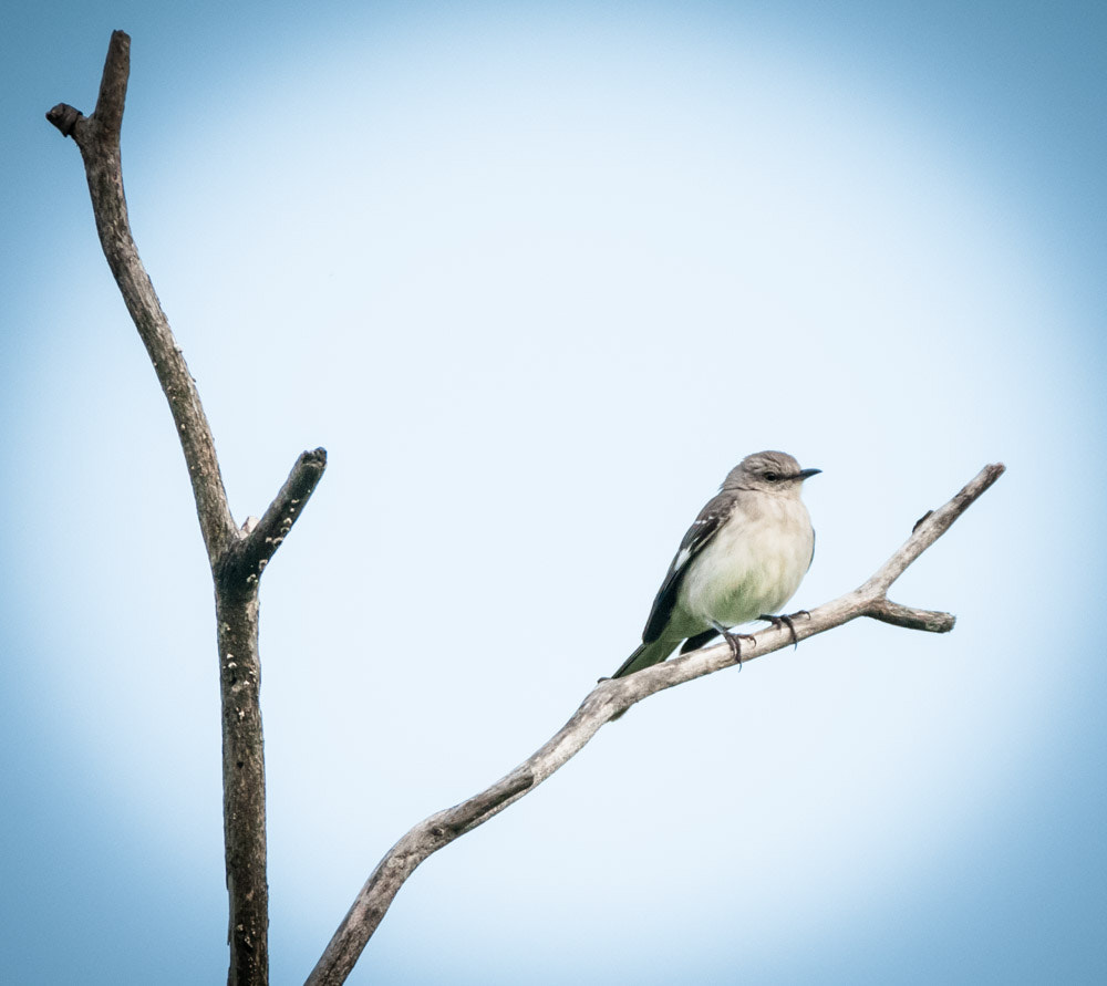 Sigma 150-600mm F5-6.3 DG OS HSM | C sample photo. Northern mockingbird photography