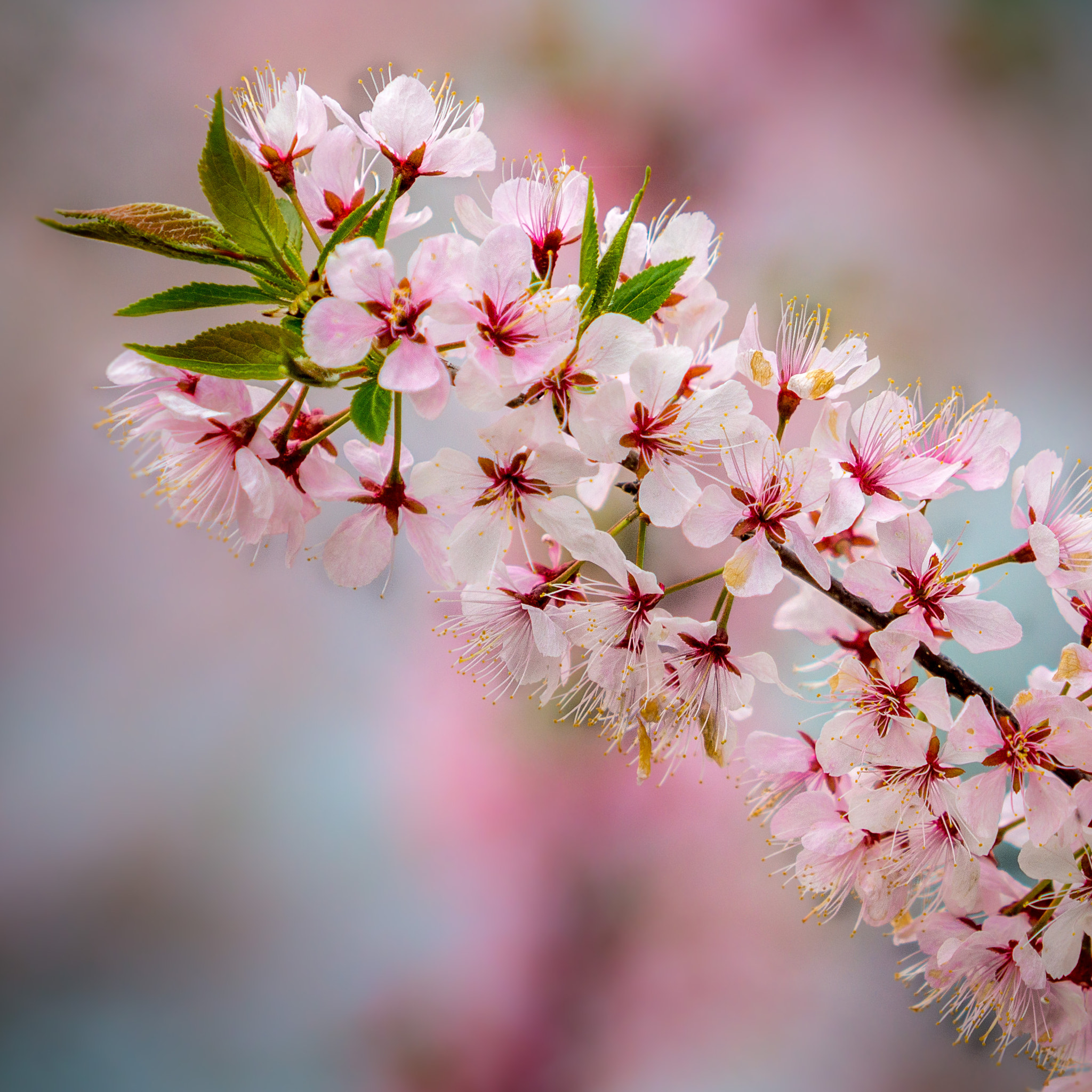 Sony SLT-A77 + Minolta/Sony AF 70-200mm F2.8 G sample photo. So soft... photography