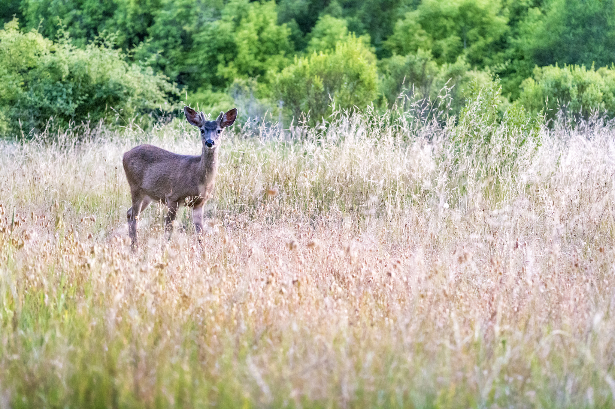Sony a6300 + E 60mm F2.8 sample photo. Deer 2670 photography