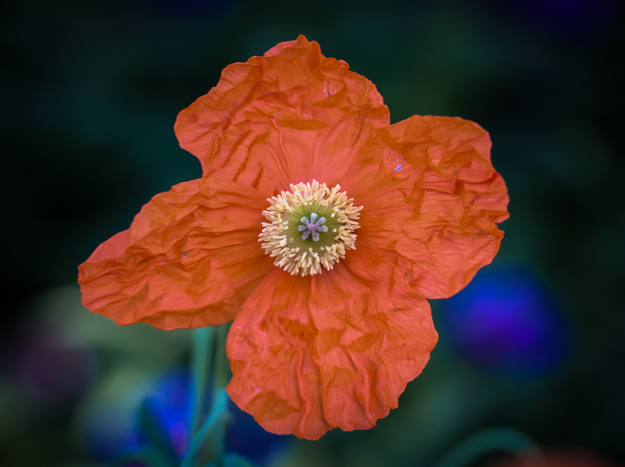 Canon EF-S 60mm F2.8 Macro USM sample photo. Delicate depth photography