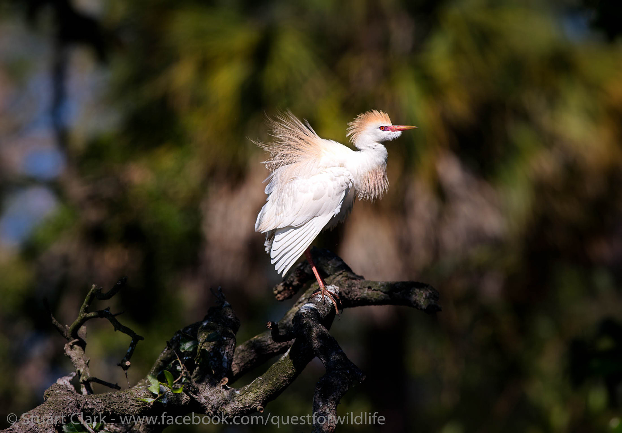 Canon EOS-1D X + Canon EF 600mm f/4L IS sample photo. Sittin' pretty photography