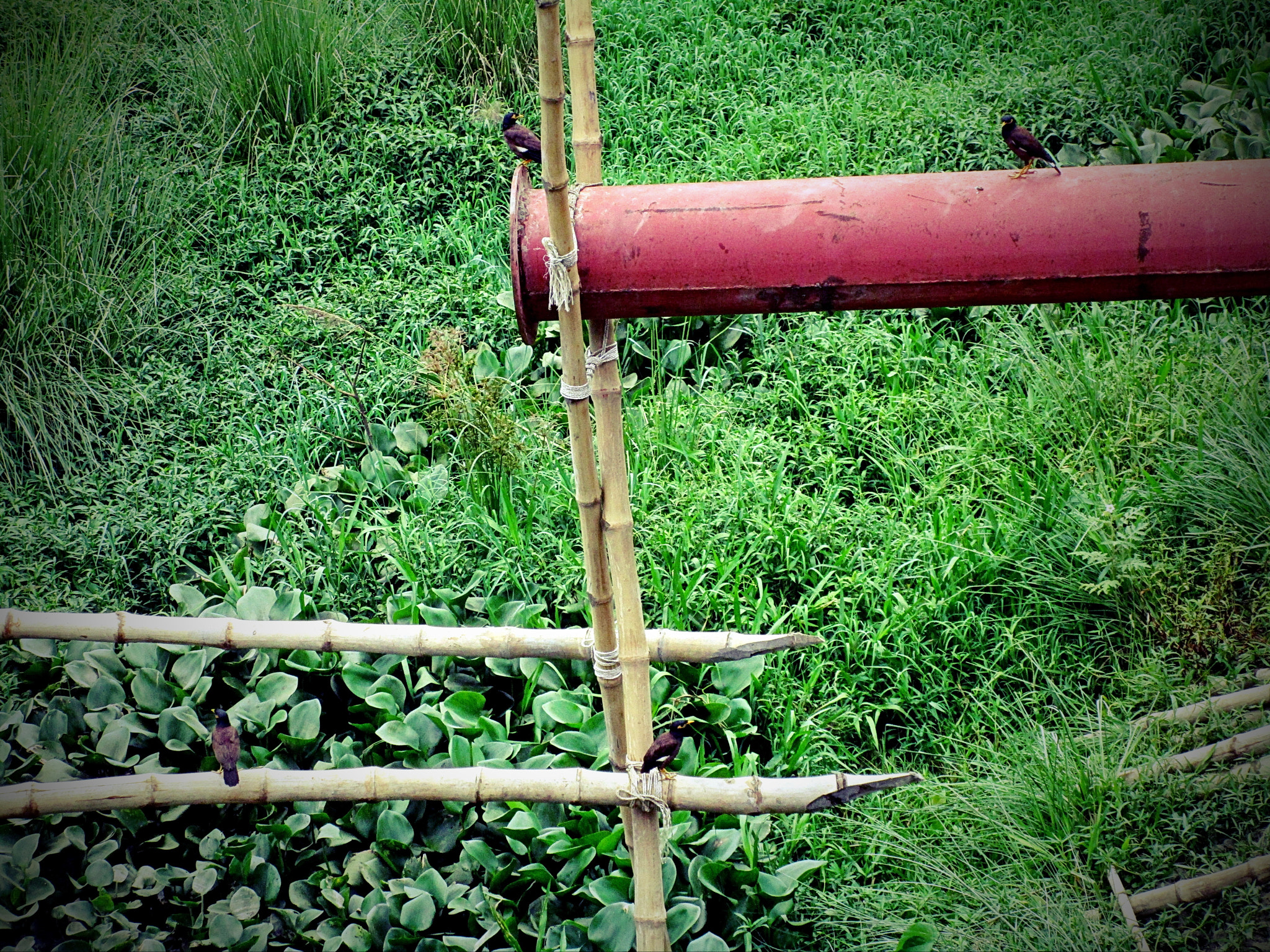 Canon PowerShot ELPH 170 IS (IXUS 170 / IXY 170) sample photo. Partners in crime photography