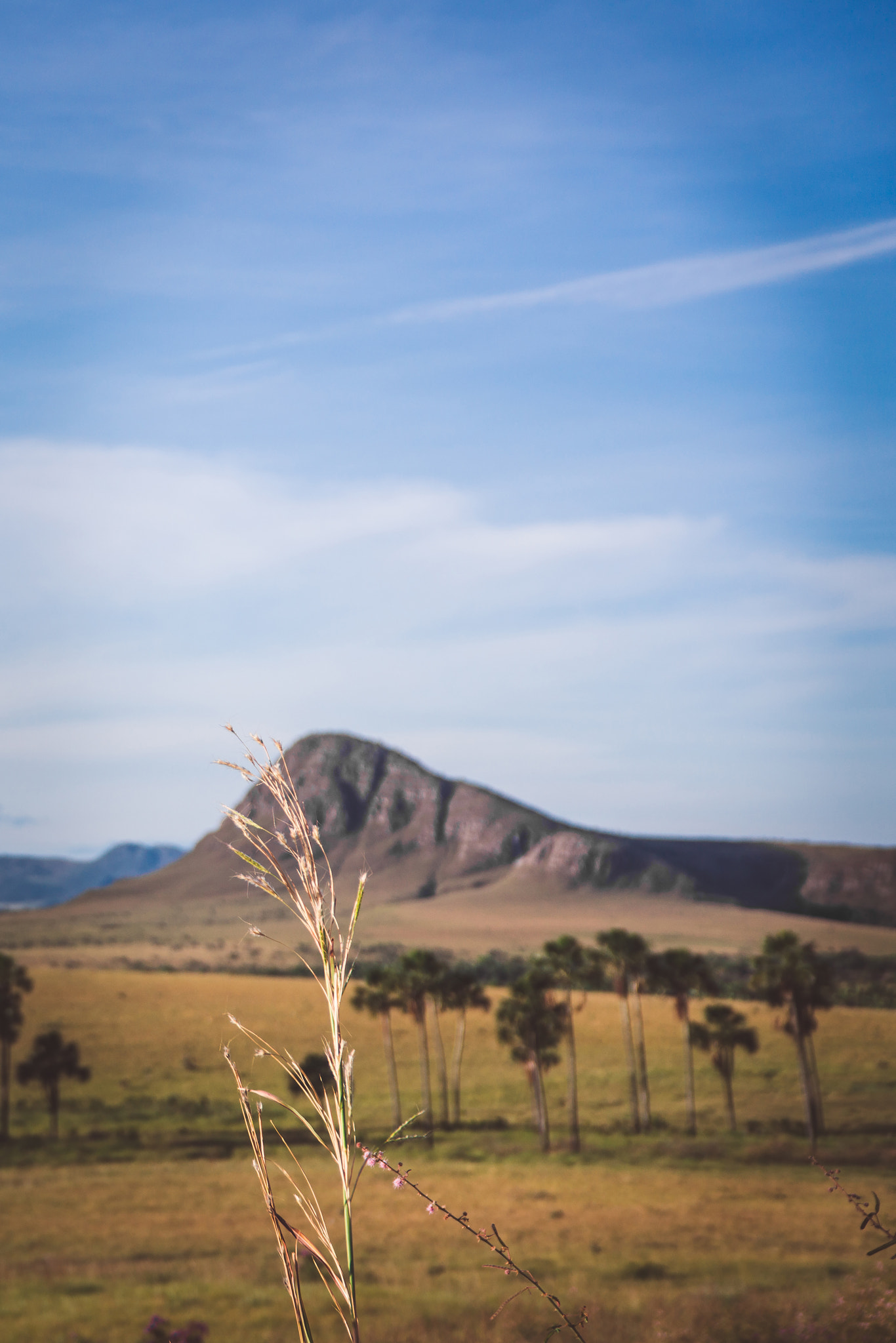 Sony Alpha NEX-7 + Sony E PZ 18-105mm F4 G OSS sample photo. Chapa dos veadeiros photography