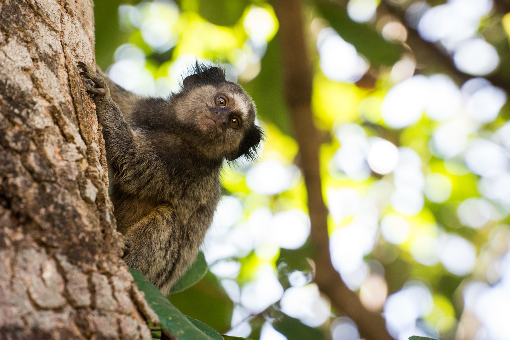 Sony Alpha NEX-7 + Sony E PZ 18-105mm F4 G OSS sample photo. Natureza da chapada photography