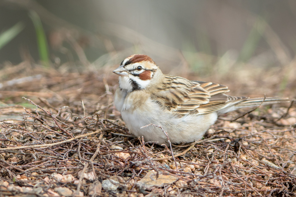 Canon EF 200-400mm F4L IS USM Extender 1.4x sample photo. Lark sparrow photography
