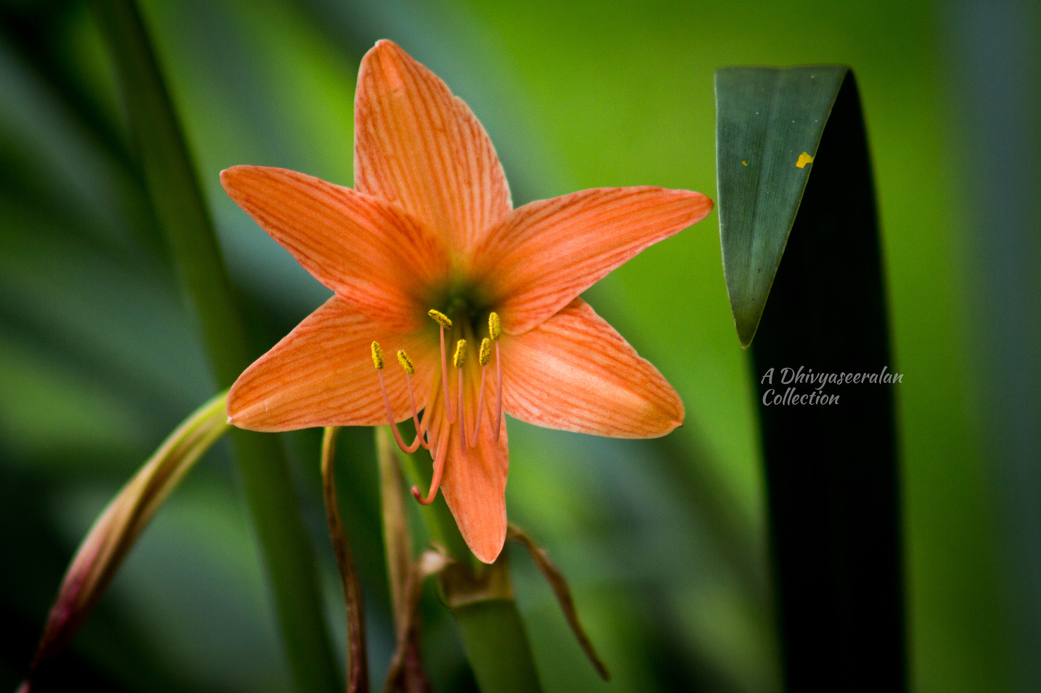 Canon EF 75-300mm f/4-5.6 USM sample photo. Nature beauty photography