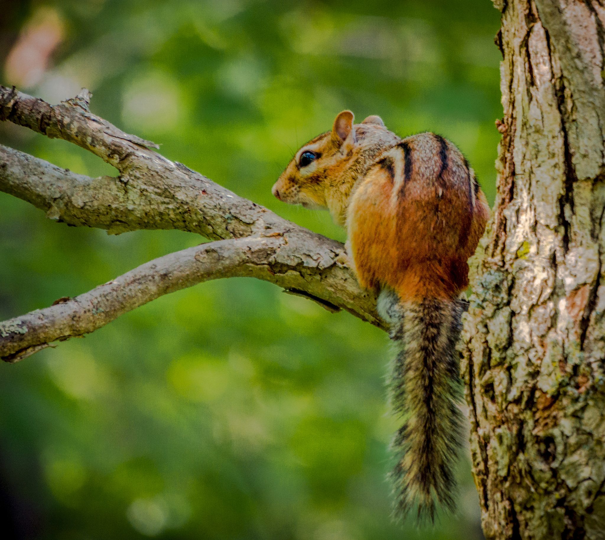 Olympus OM-D E-M5 sample photo. Squirrel photography