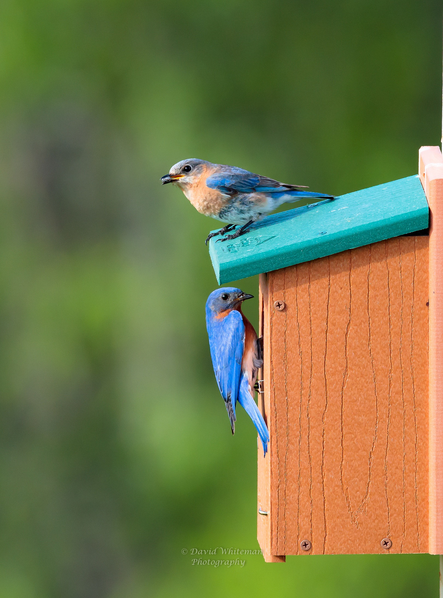 Canon EF 600mm f/4L IS sample photo. Male and female mating blue birds photography