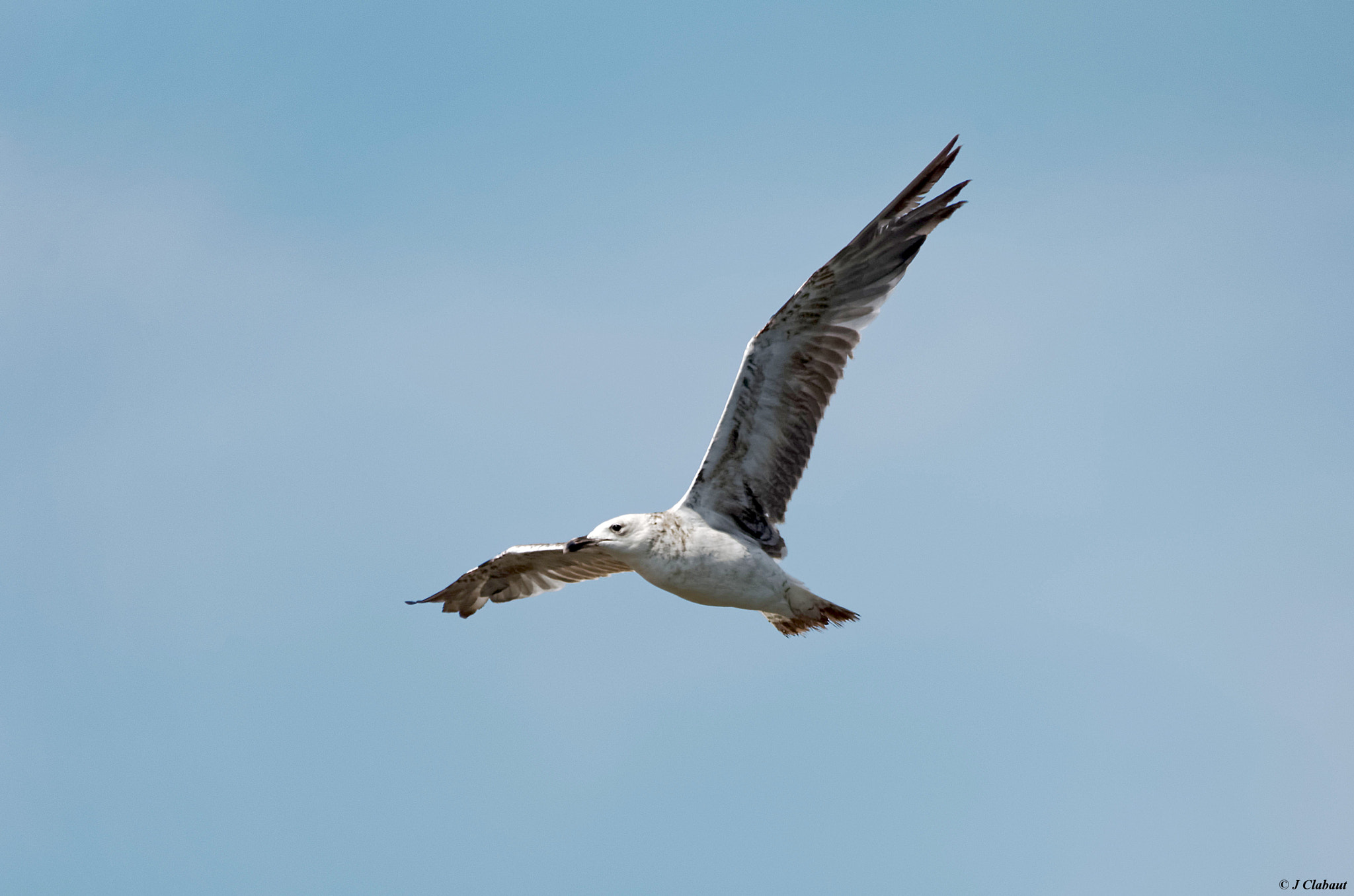 Sigma 150-500mm F5-6.3 DG OS HSM sample photo. Goéland juvénile photography