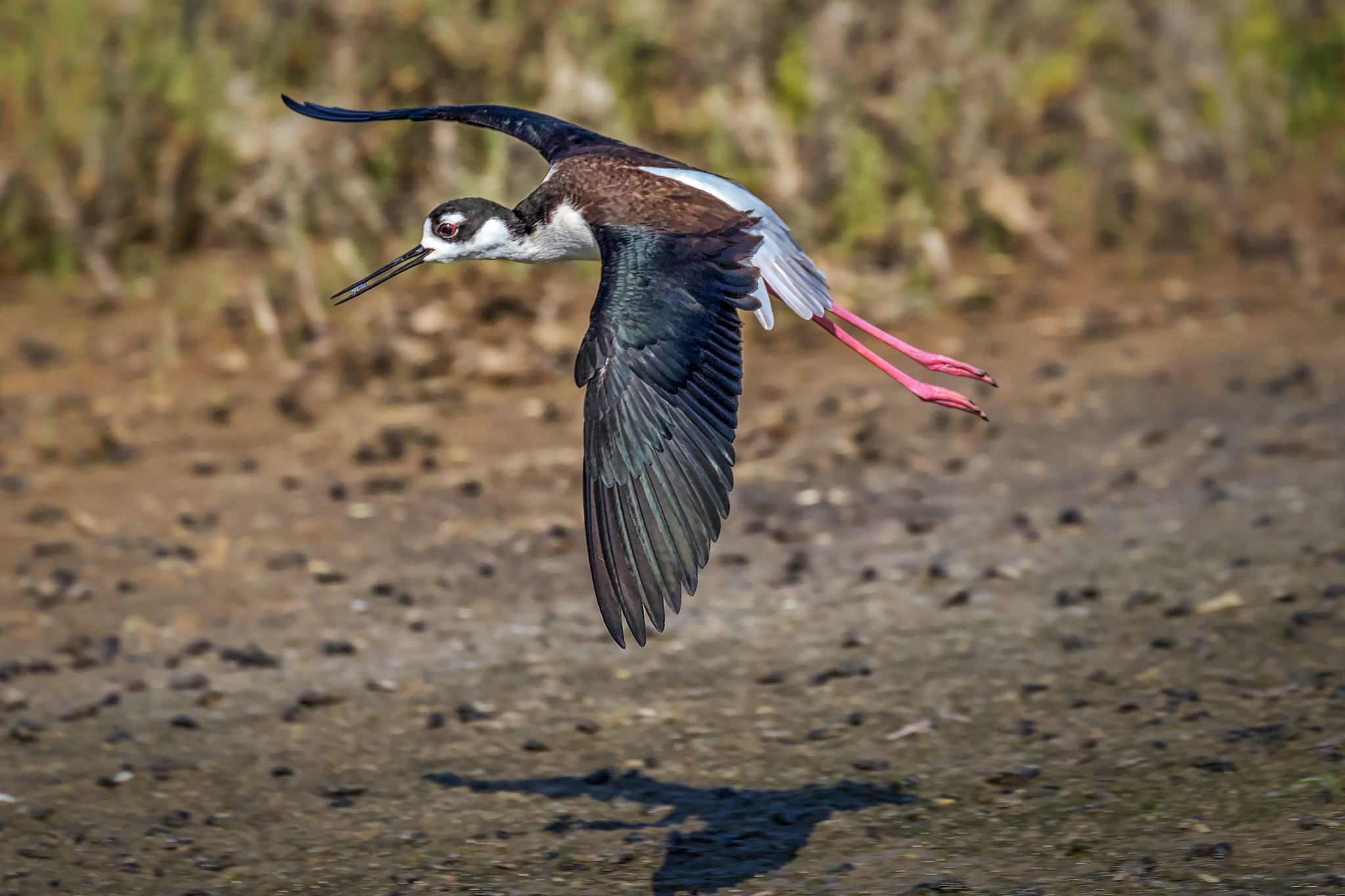 Canon EOS 7D Mark II + Canon EF 100-400mm F4.5-5.6L IS II USM sample photo. Black-necked stilt photography