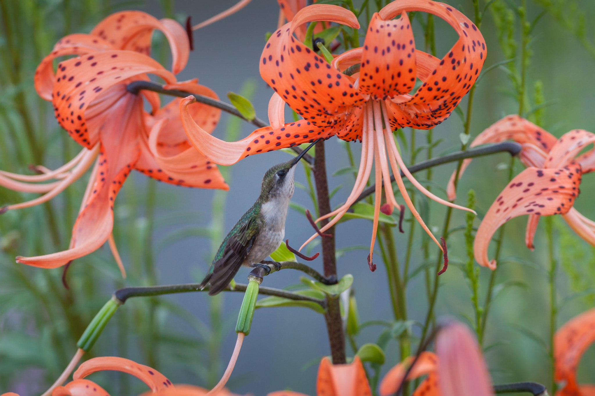 Canon EF 600mm f/4L IS sample photo. Hummingbird among the tiger lillies photography