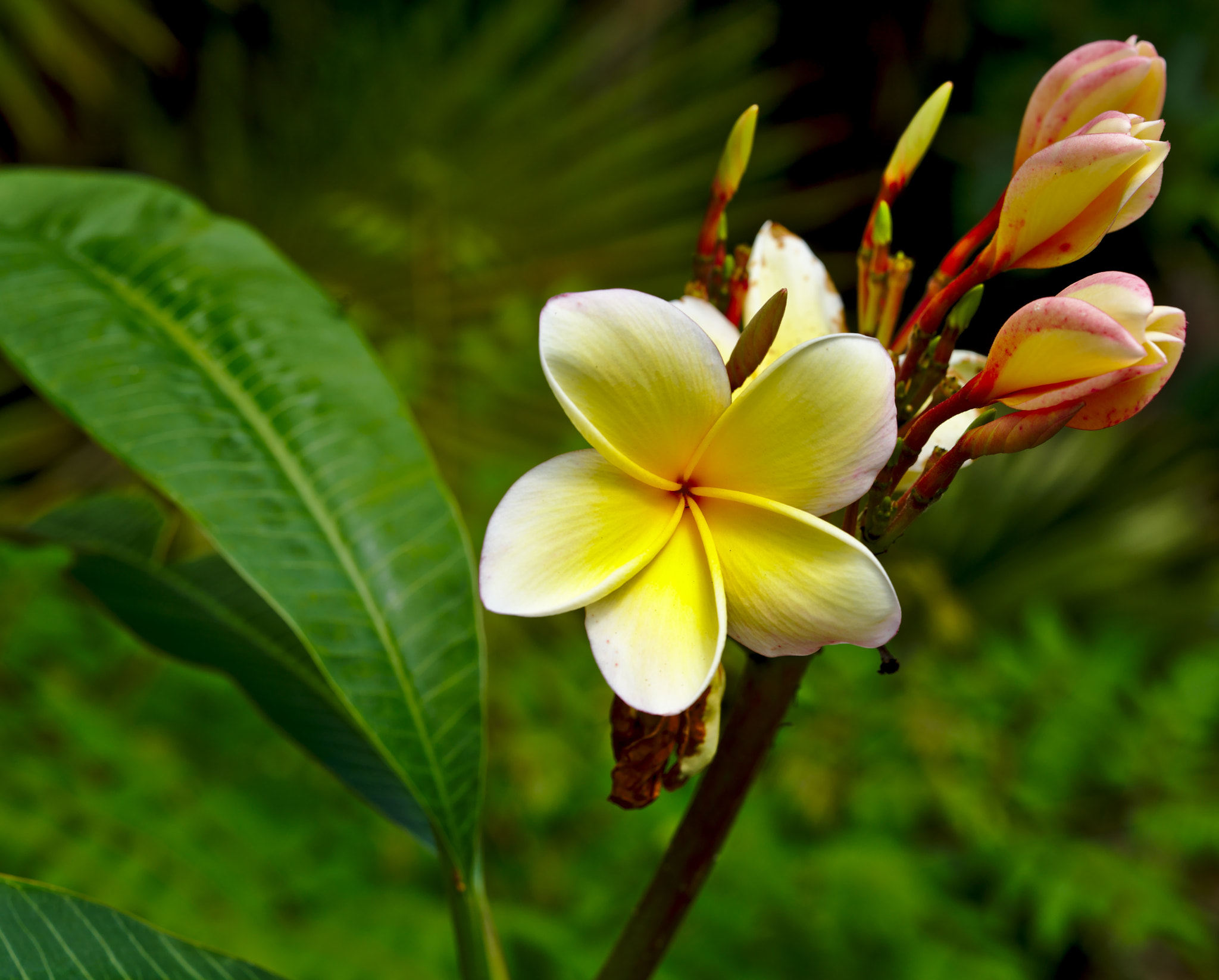 Nikon D810 + Manual Lens No CPU sample photo. Yellow frangipani ii photography