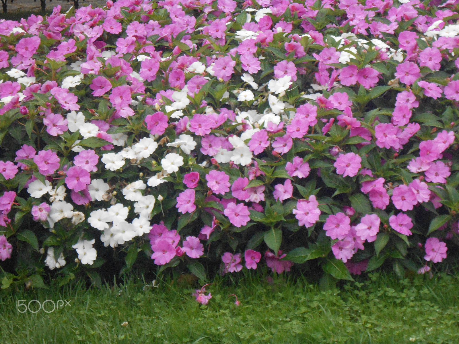 Nikon Coolpix S4300 sample photo. Hermoso jardin de flores photography