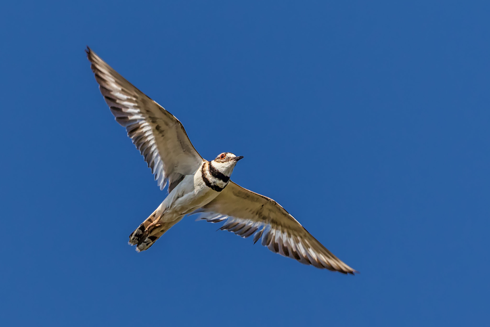 Canon EOS 7D Mark II + Canon EF 100-400mm F4.5-5.6L IS II USM sample photo. Spread your wings (killdeer) photography