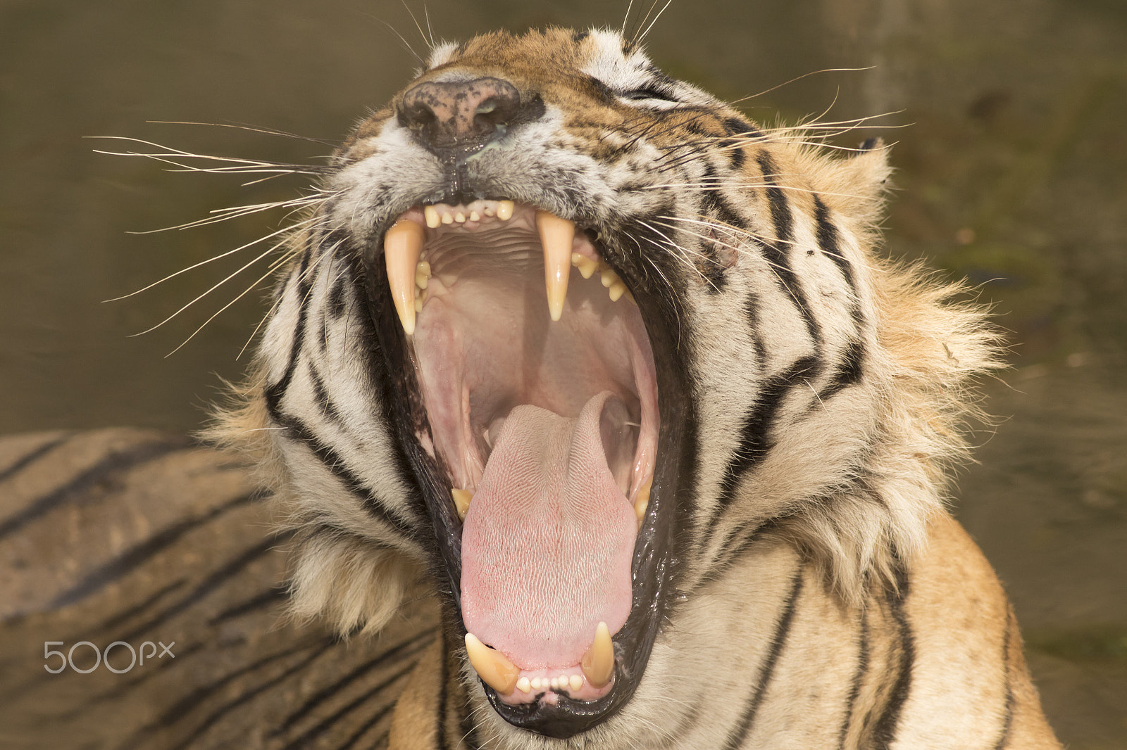 Canon EOS 7D Mark II + Canon EF 400mm F5.6L USM sample photo. Show me your teeth photography