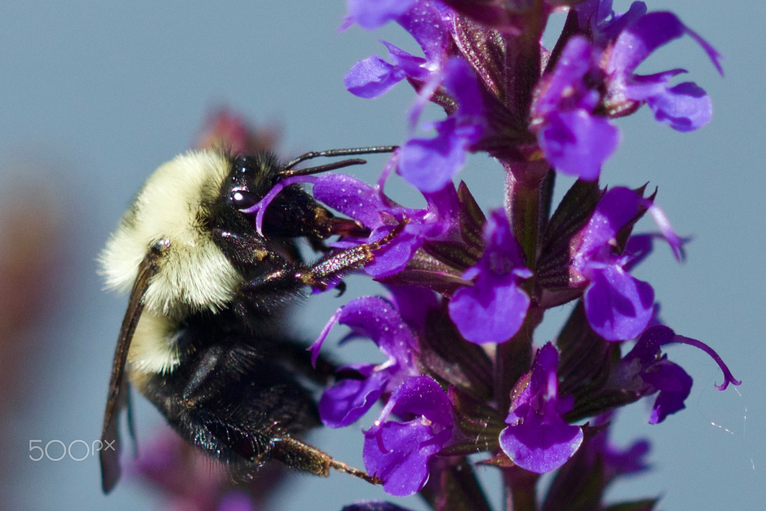 Canon EOS 100D (EOS Rebel SL1 / EOS Kiss X7) sample photo. Bees in the flowers photography