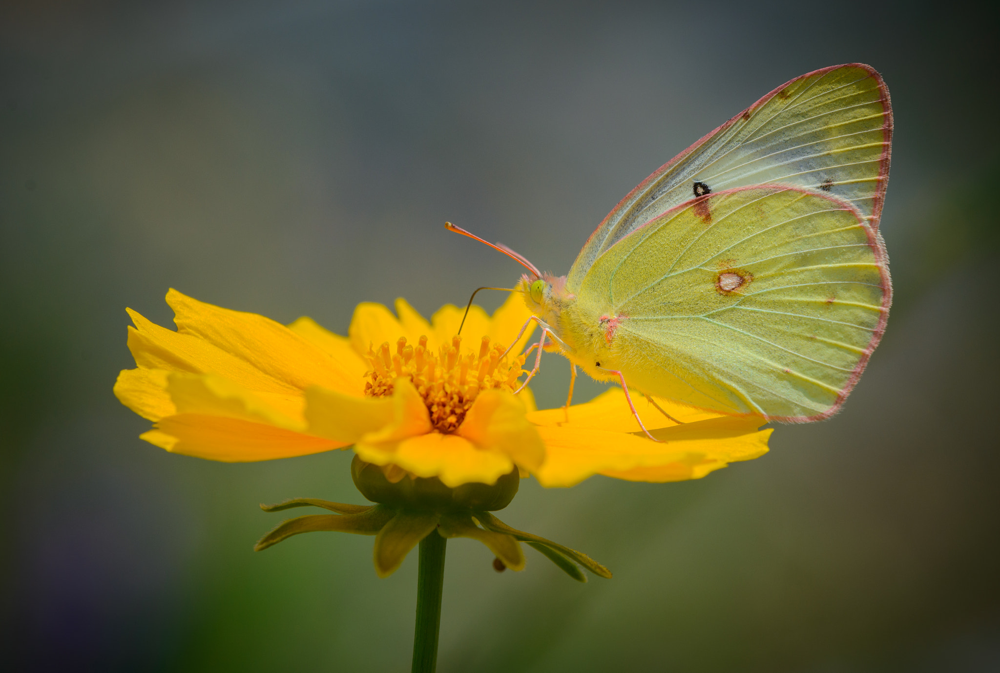 Sigma 150mm F2.8 EX DG Macro HSM sample photo. Pale cloud yellow butterfly photography