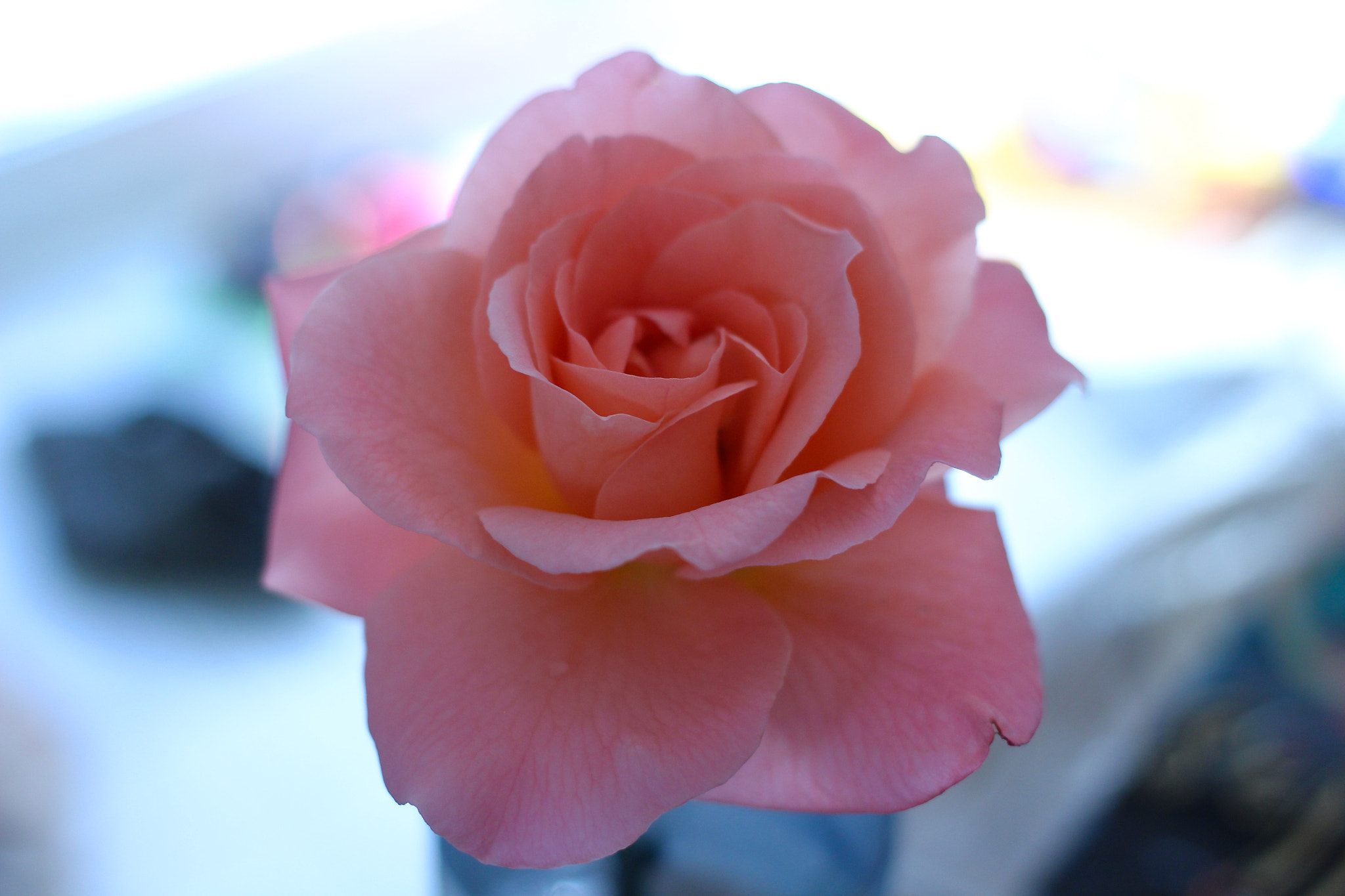 Canon EF 40mm F2.8 STM sample photo. Pink rose opening photography