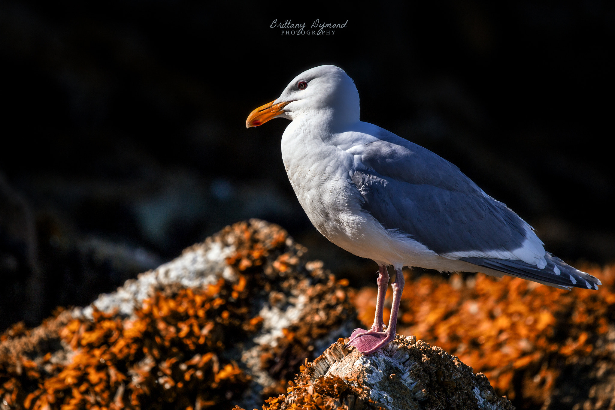 Canon EF 100-400mm F4.5-5.6L IS II USM sample photo. Waiting... photography