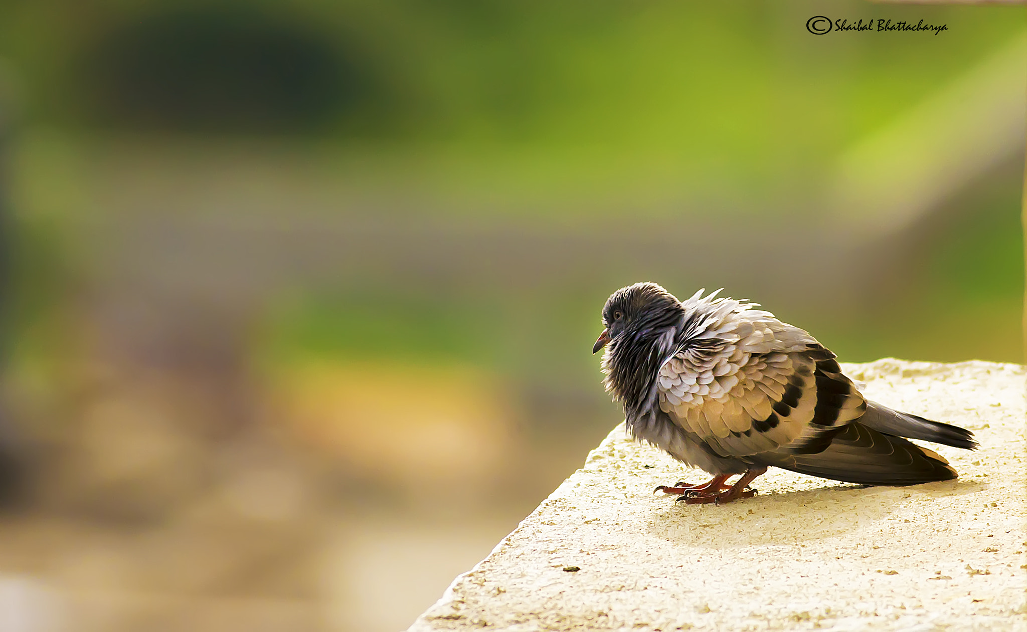 Canon EOS 5D + Canon EF 400mm F5.6L USM sample photo. Pigeon photography