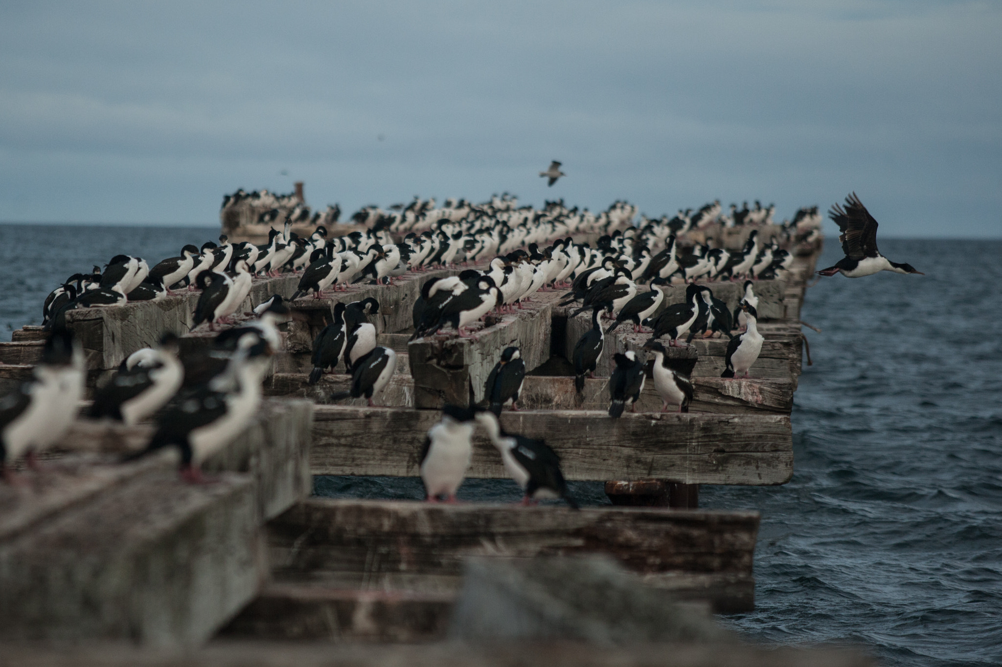 Canon EOS-1D Mark III + Canon EF 70-200mm F2.8L USM sample photo. Cormoránes antárticos photography