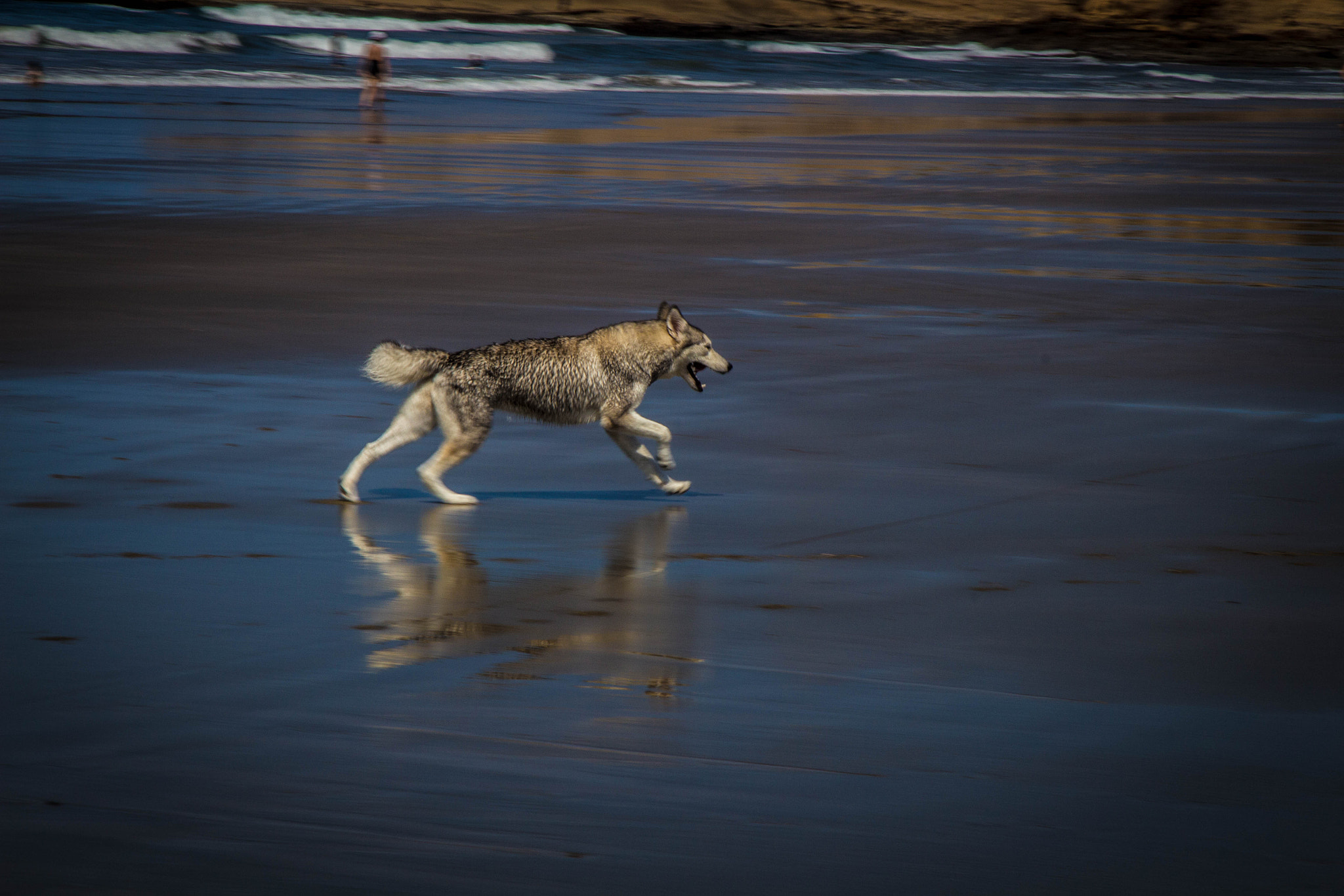 Canon EF-S 17-85mm F4-5.6 IS USM sample photo. Pet photography