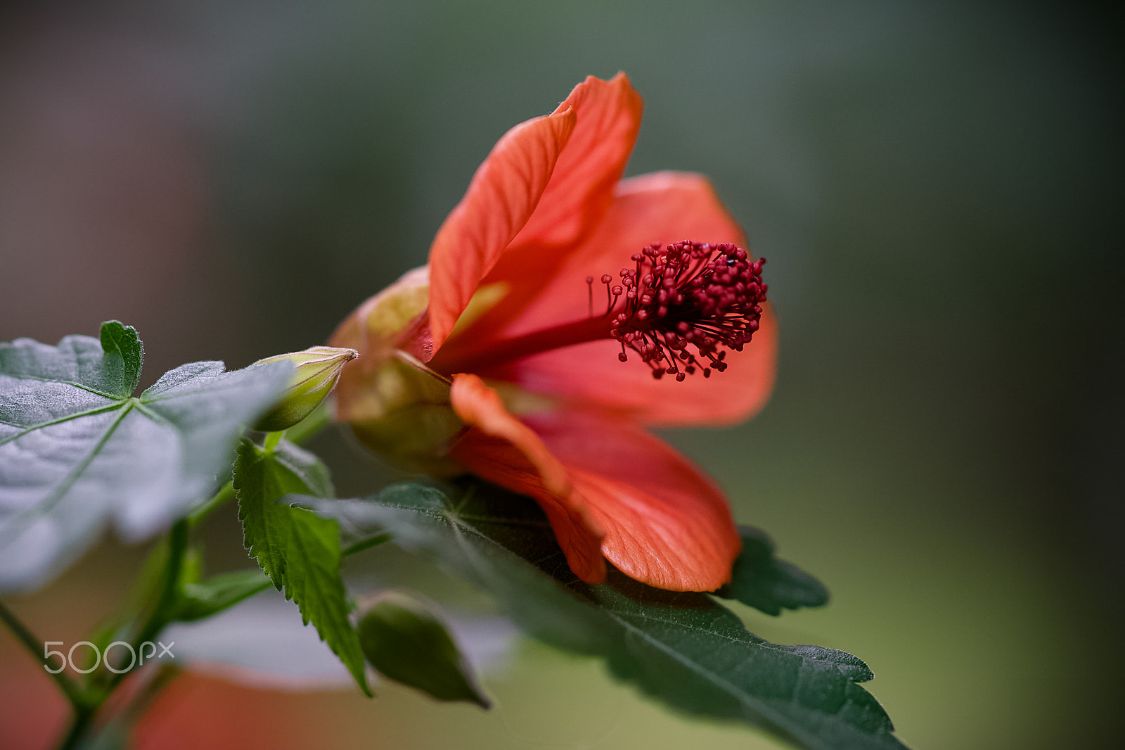 Sony a99 II + Sony 100mm F2.8 Macro sample photo. Flowering maple photography
