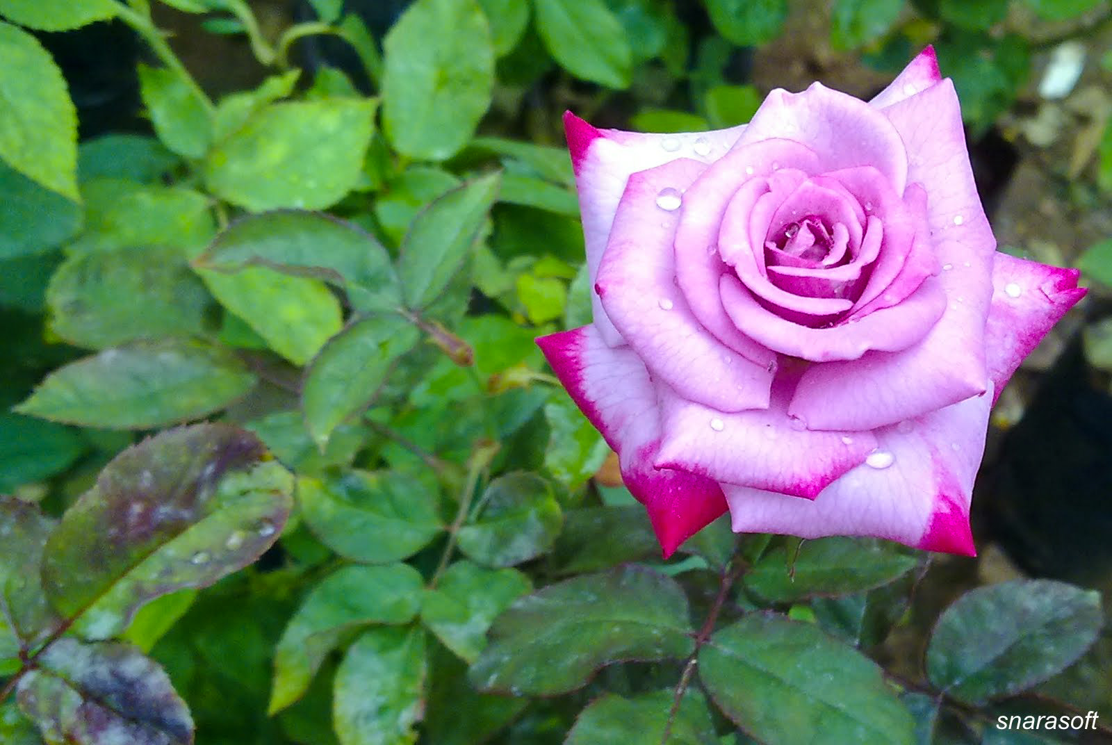 Nokia N97 mini sample photo. Rose photography